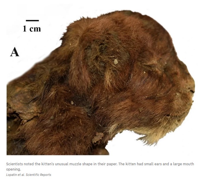 Ancient Discovery: 35,000-Year-Old Saber-Toothed Kitten Found!