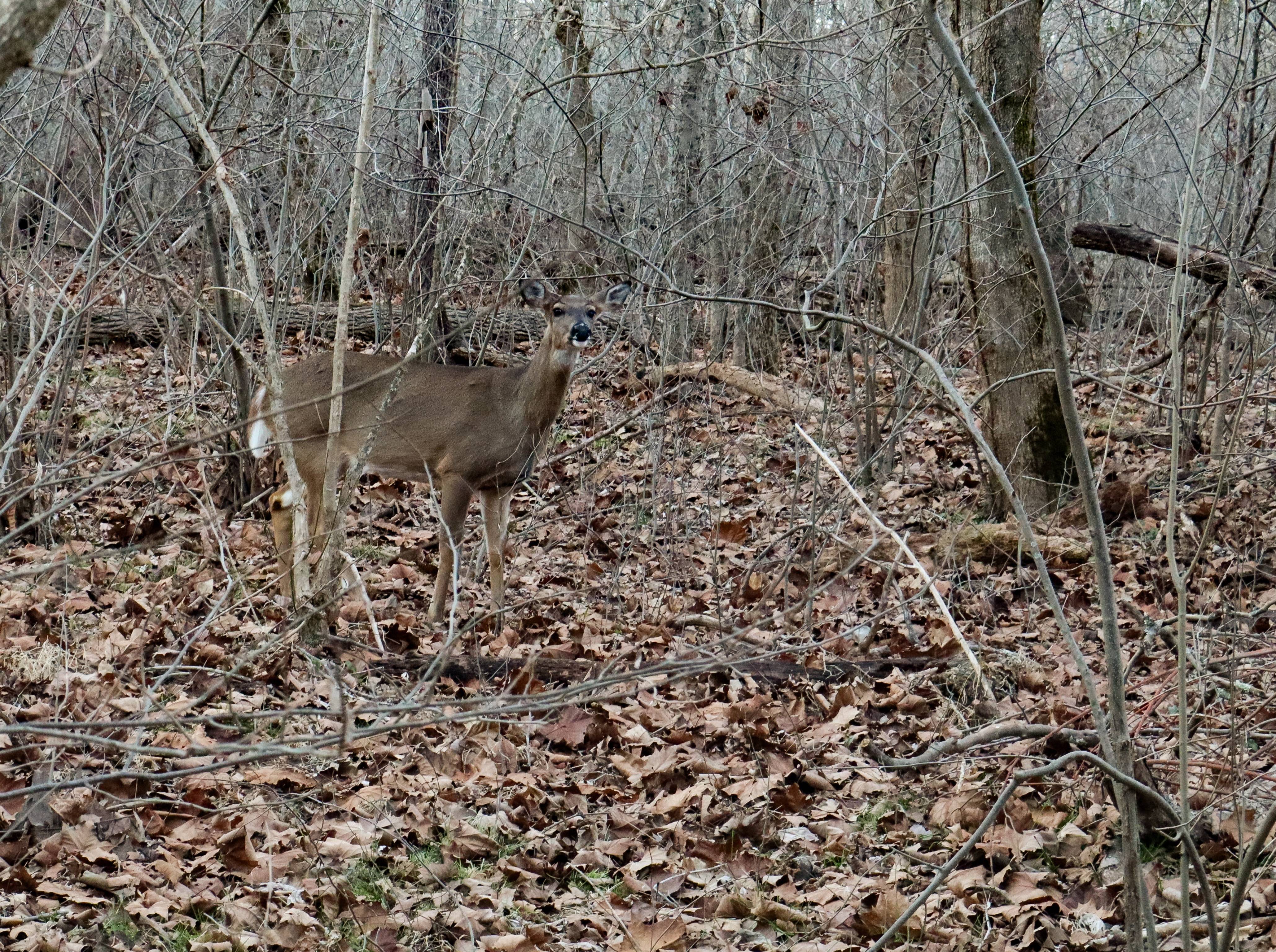 Capturing a Serene Deer Encounter with a New Camera