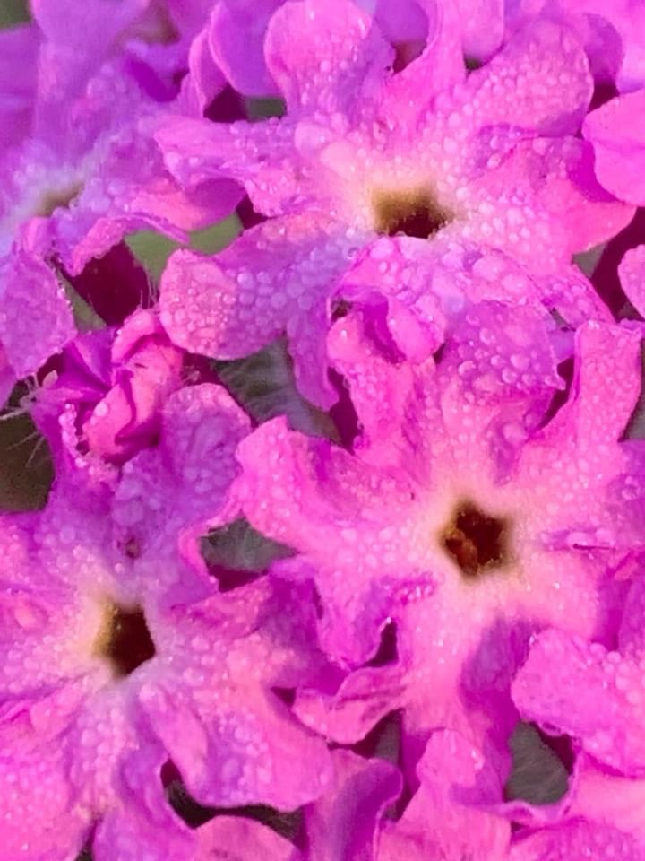 The Beauty of Water Drops