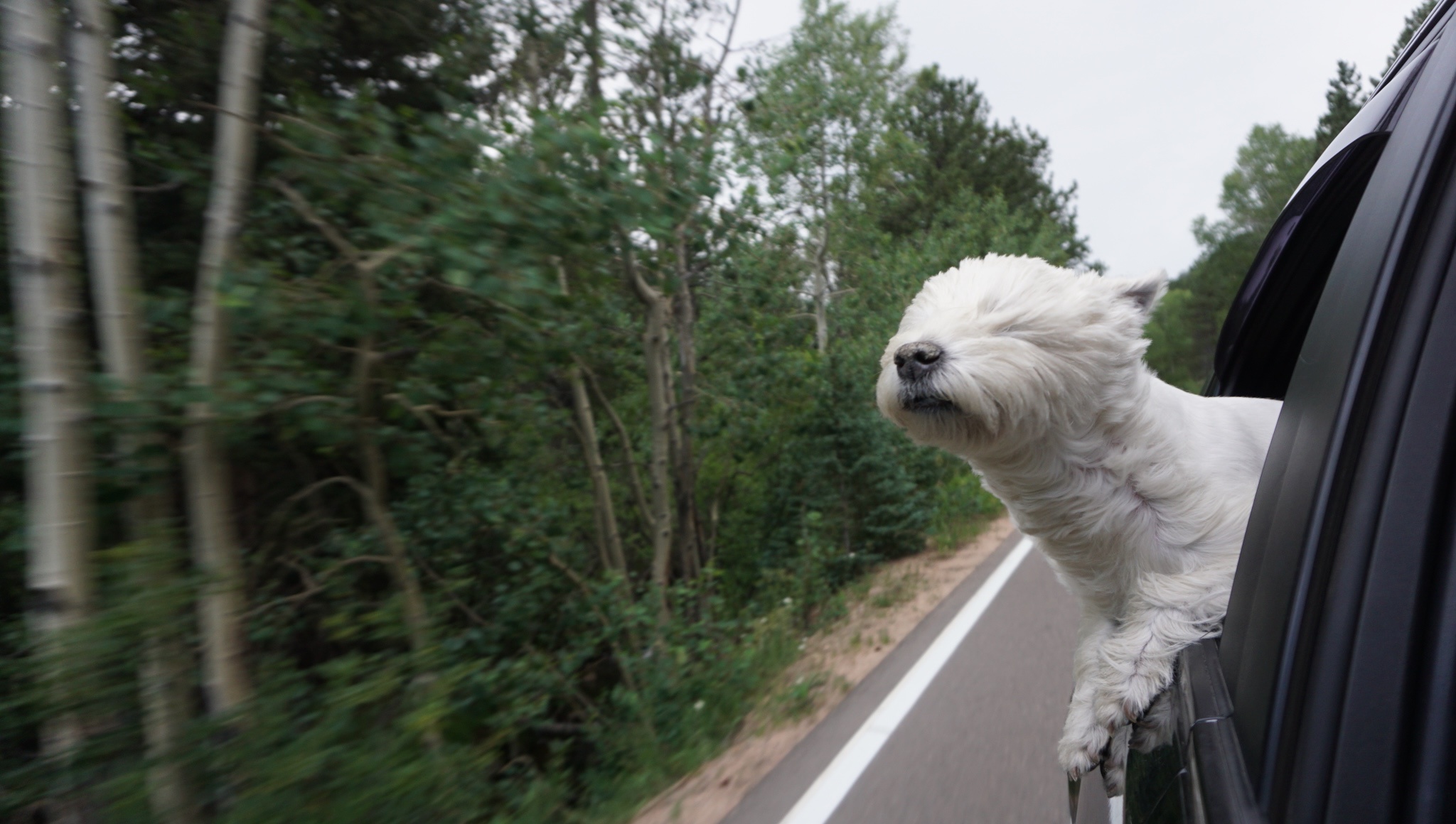 Soaring High and Free: Lily Bella's Journey