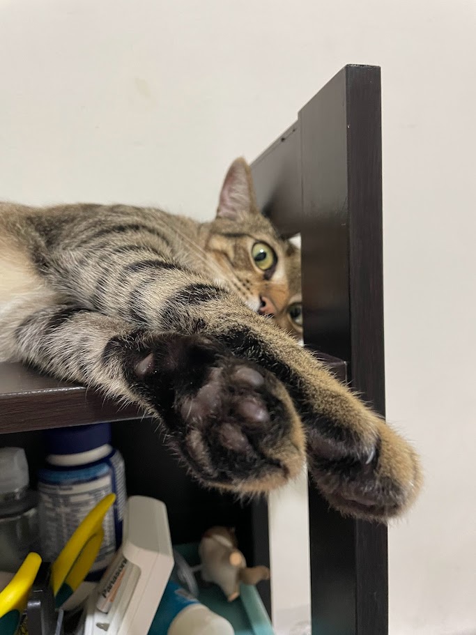 Cuteness Overload: Another Adorable Cat