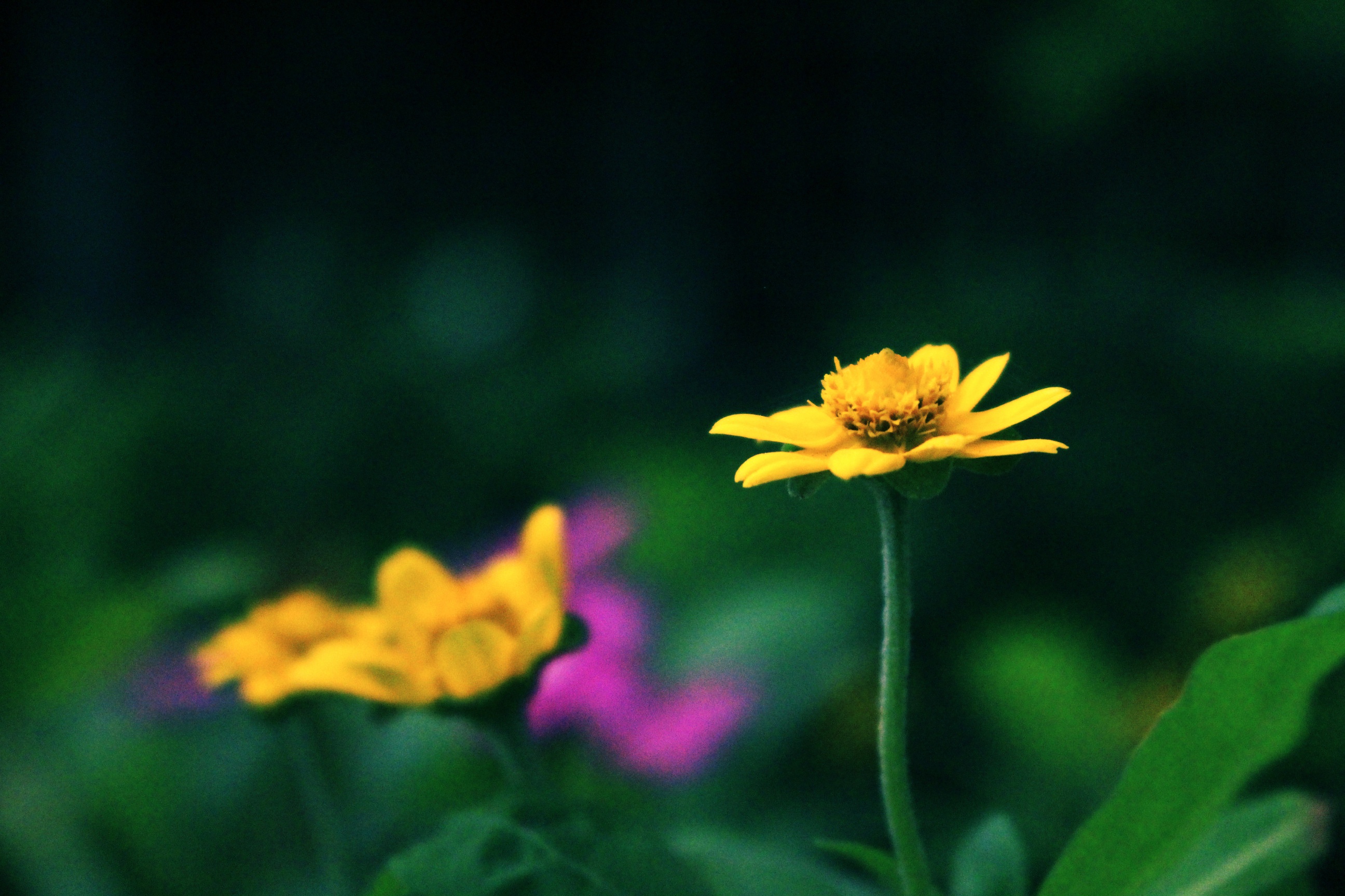 A Beautiful Yellow Flower