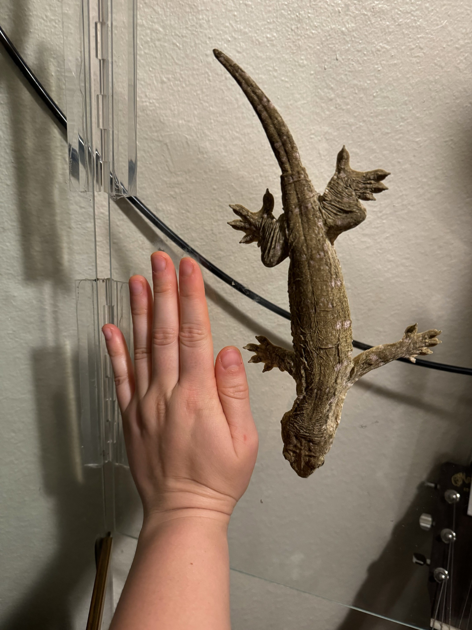 Meet the Unique 1-Year-Old Leachianus: 75% Yate, 25% MCDM