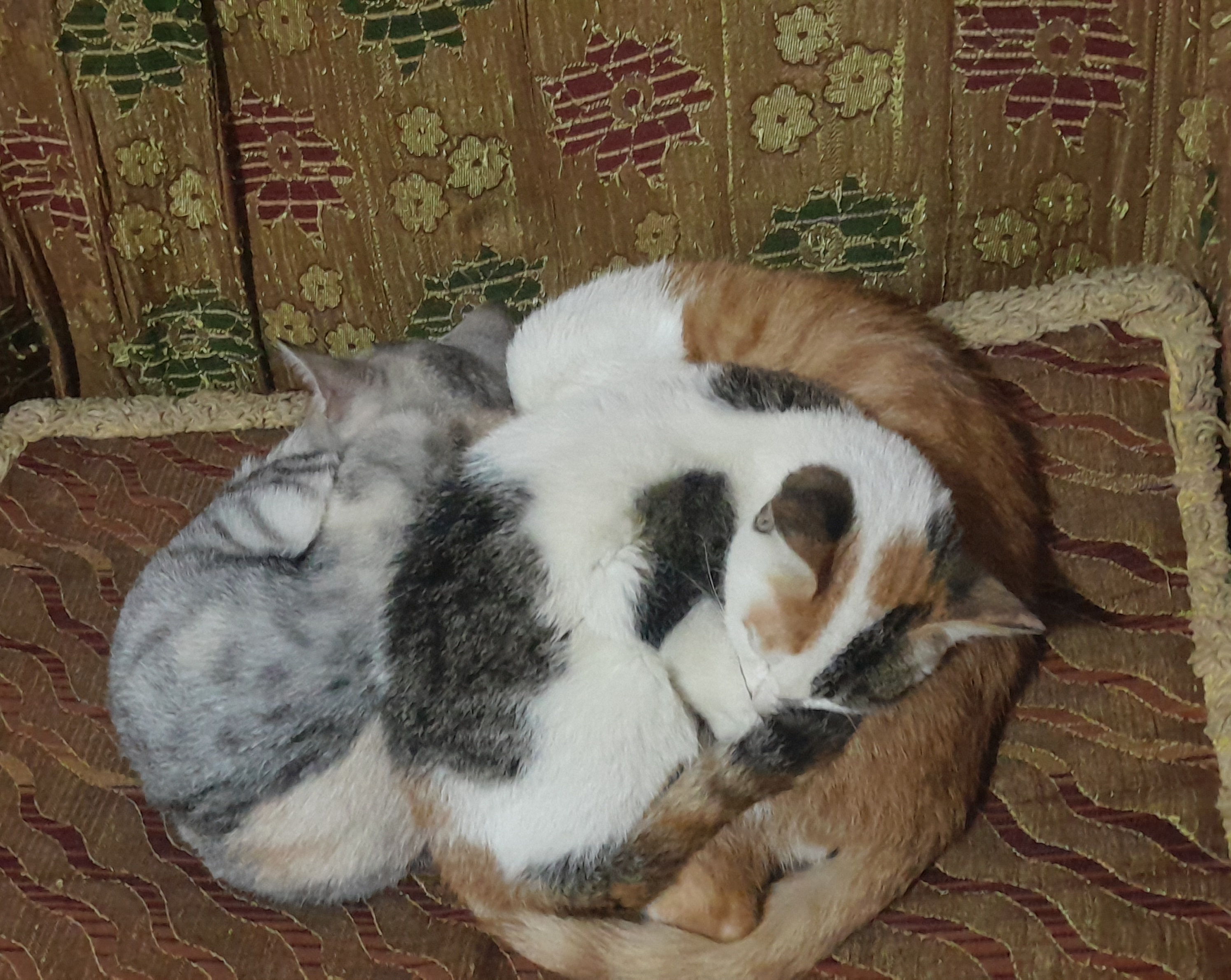 Adorable kittens that will melt your heart