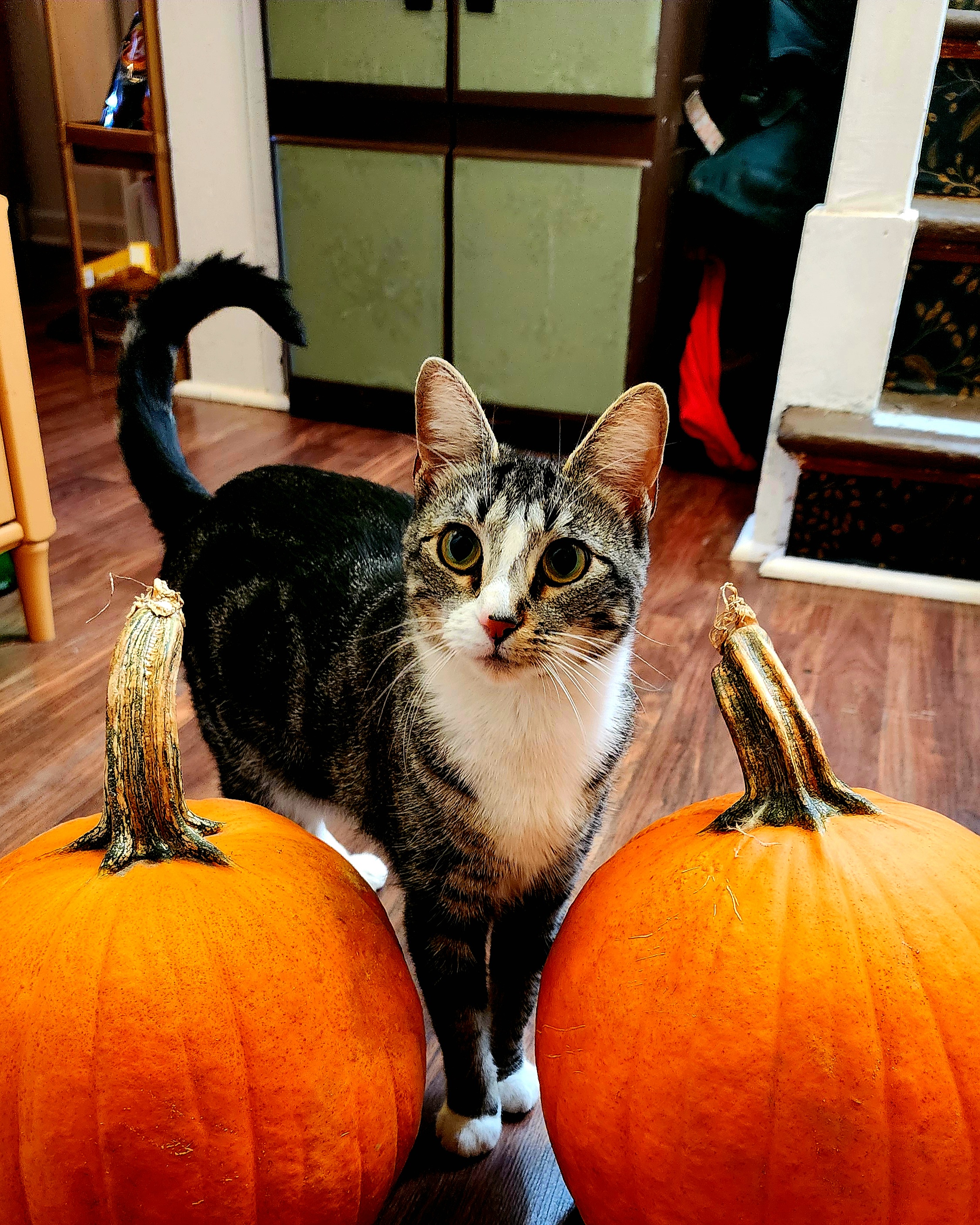Just a Couple of Pumpkins and a Curious Cat