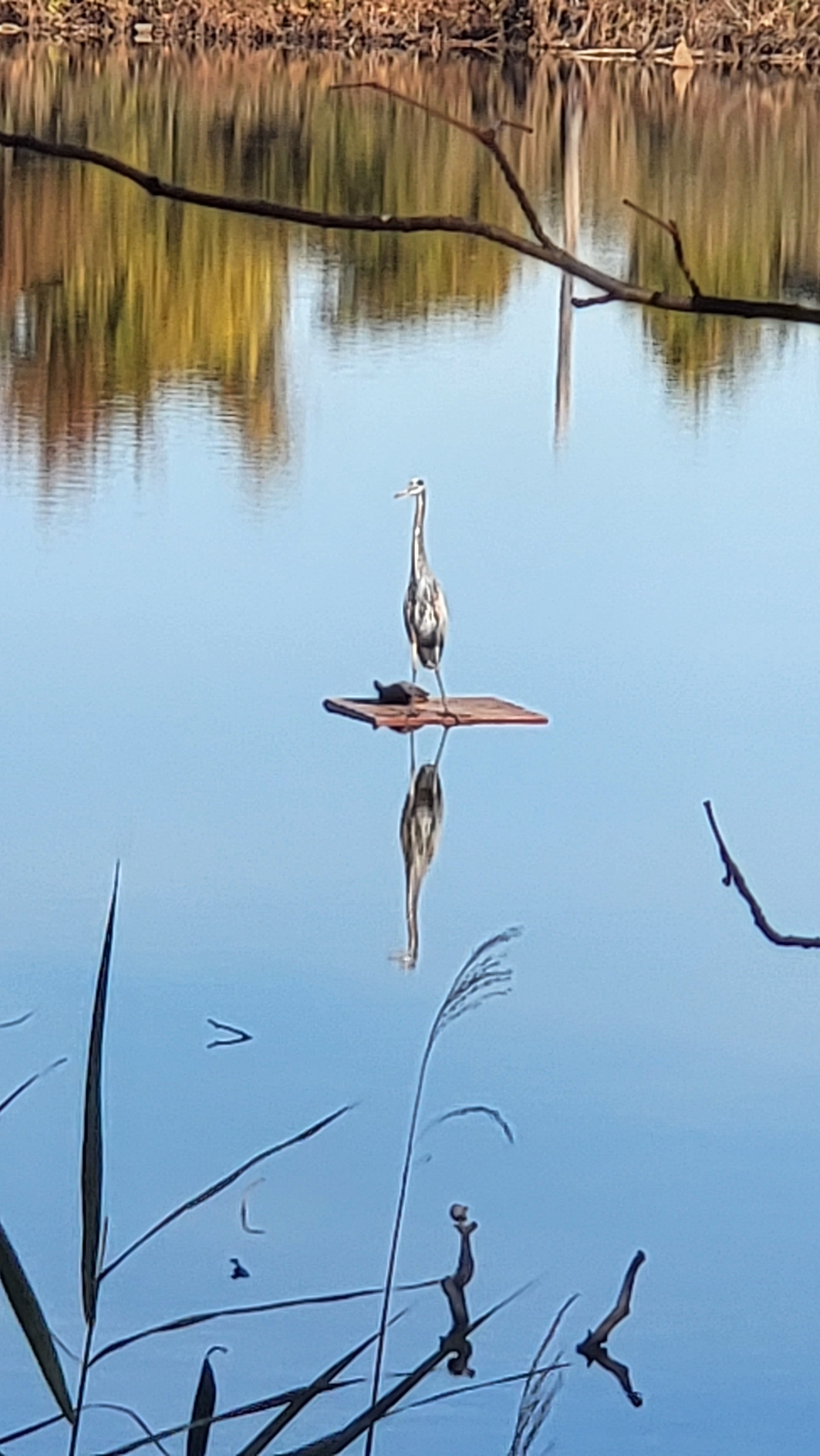 The Tale of the Turtle and the Heron