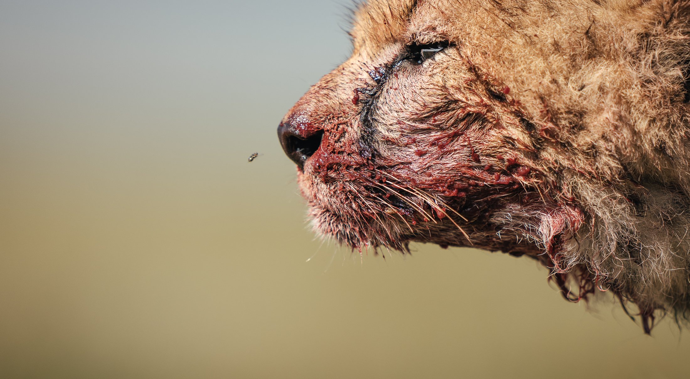 A Surge of Bloodlust Unleashed