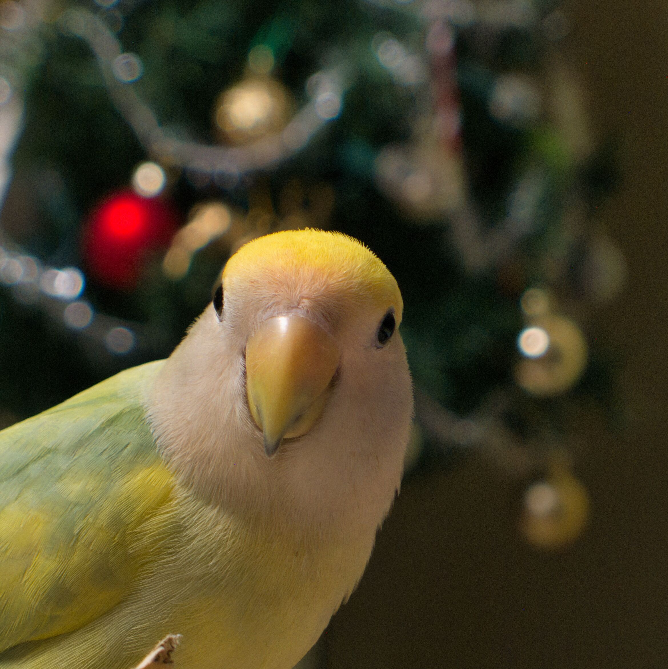 He wasn't quite ready for bed yet, but I managed to capture a few adorable poses in front of the tree.