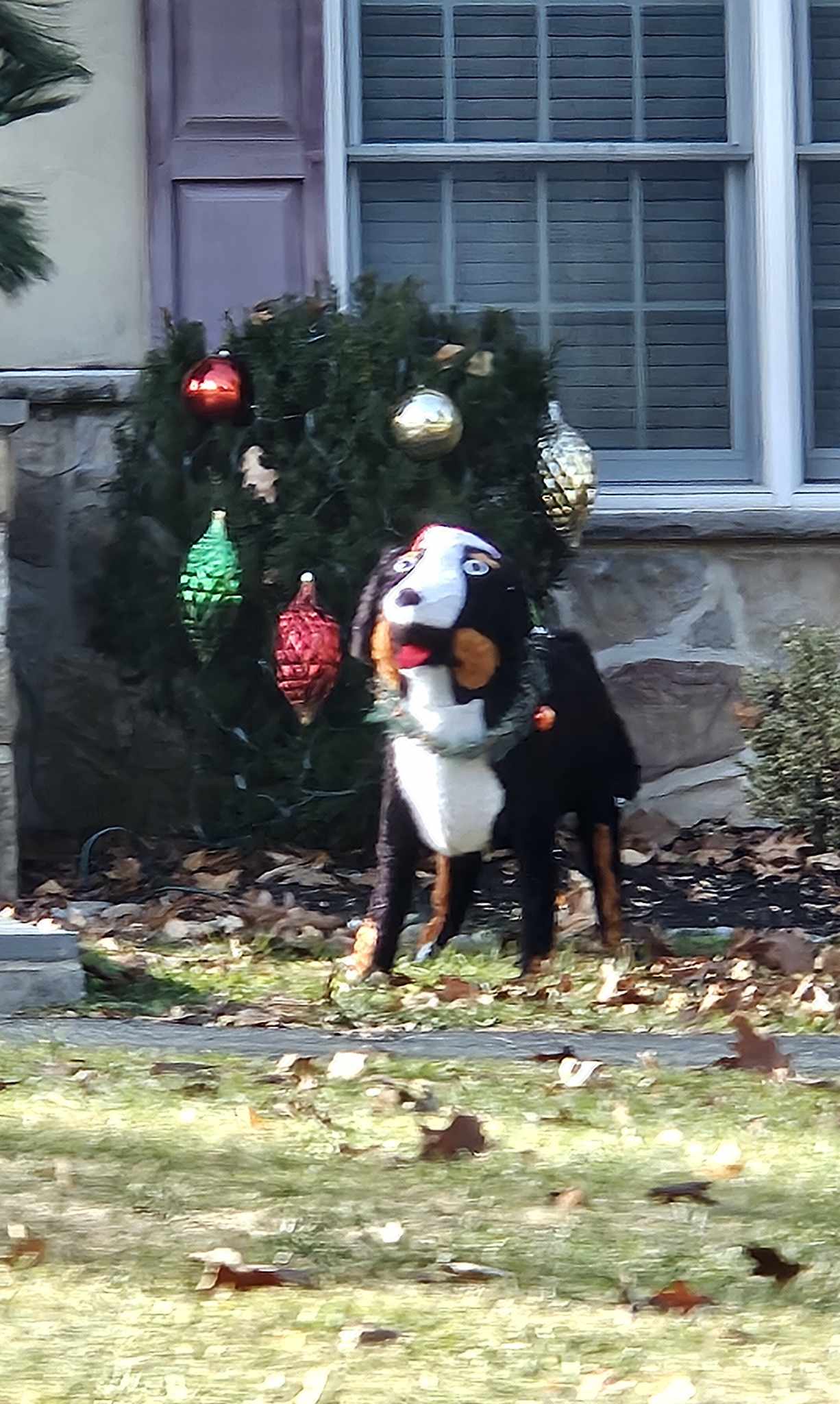 This 'dog' is here to announce Christmas in my town!