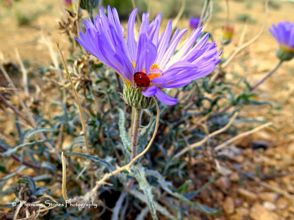 The Beauty of a Desert Flower in Bloom