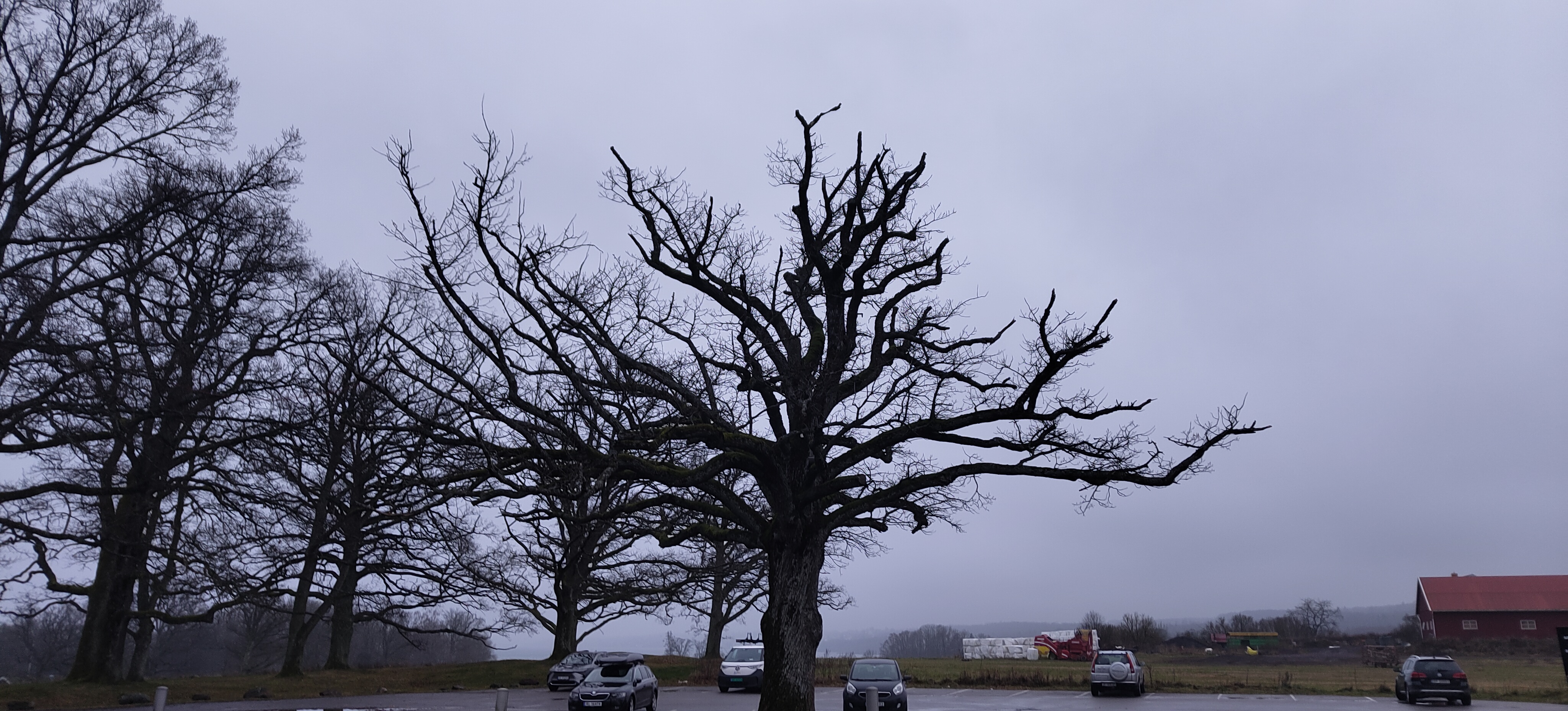 Nature's Quirks: The Beauty of Crooked Trees