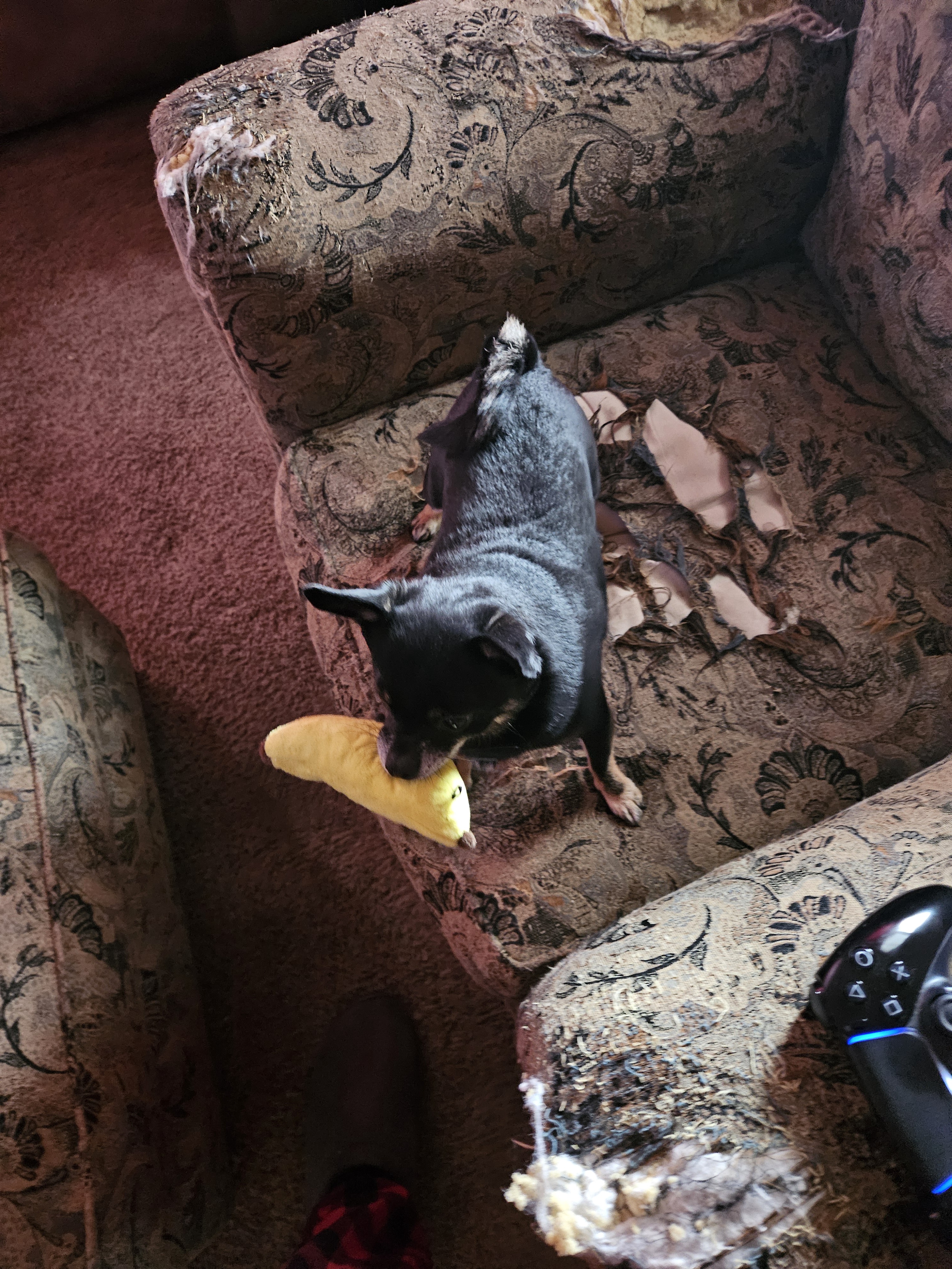 Nugget's Festive Surprise: A Banana for Christmoose!