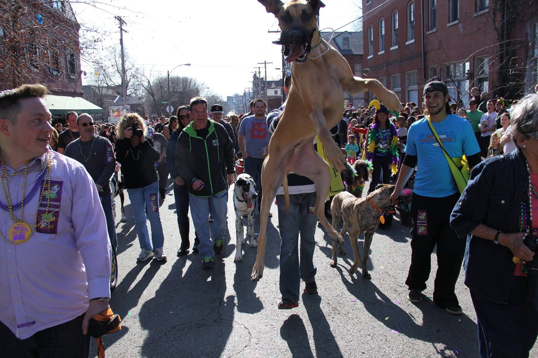 Meet the lovable goofball Great Dane!