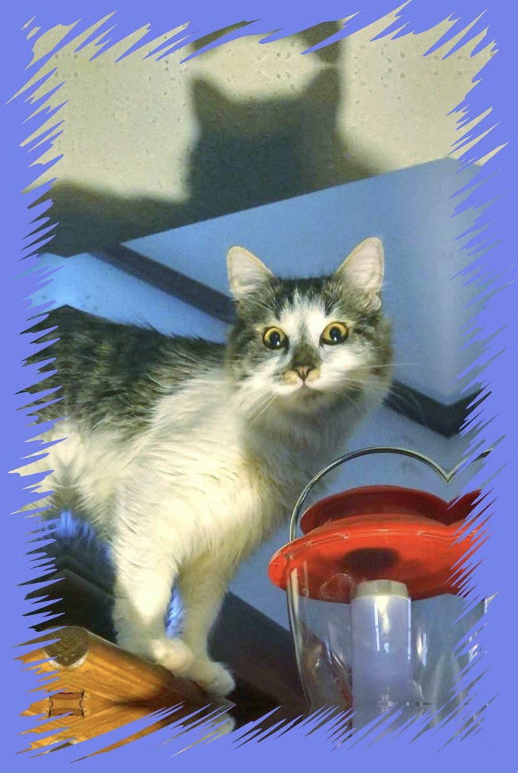 Meet Sophia, the star of the show