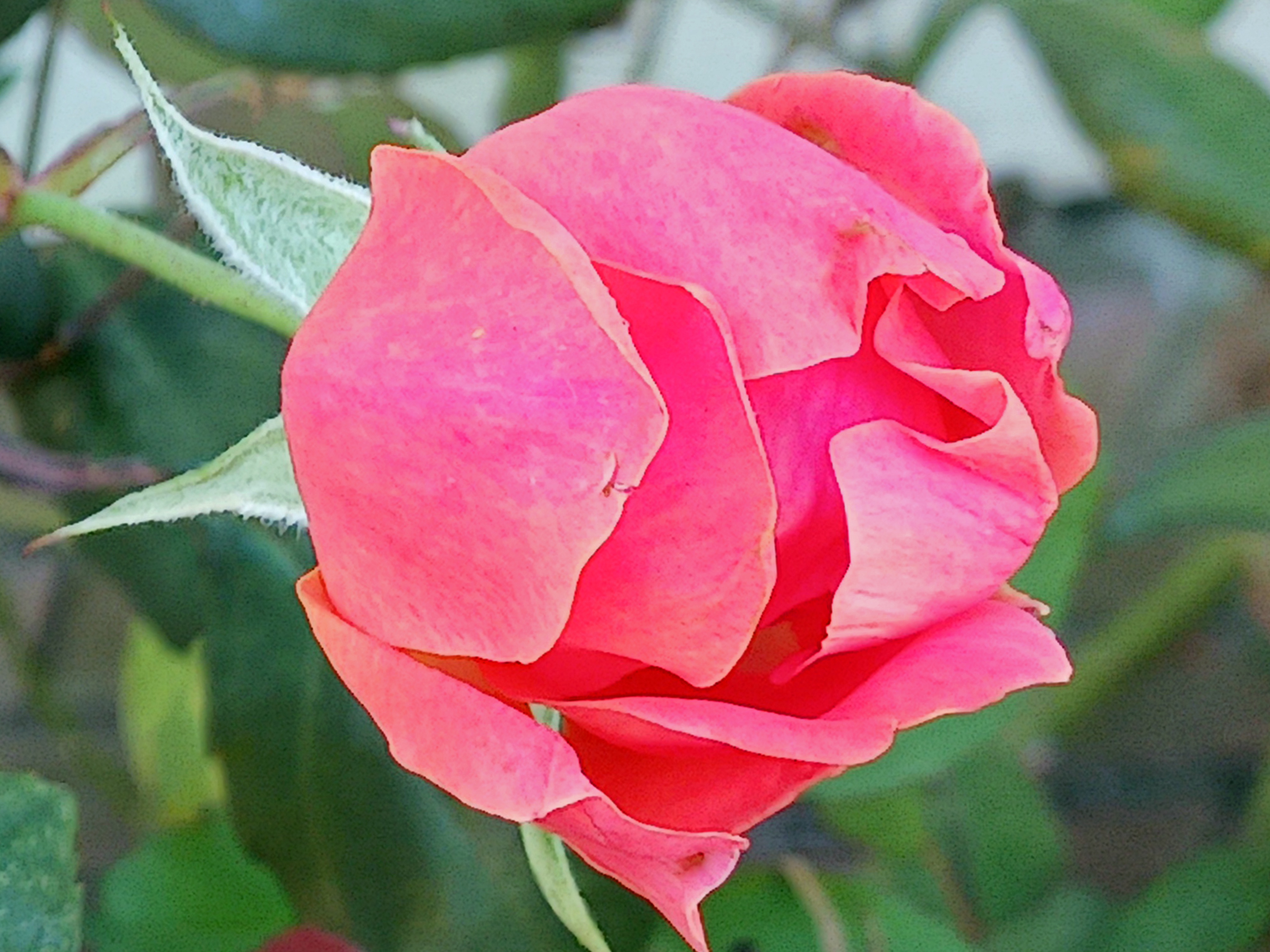 A Beautiful Pink Rose: Nature's Masterpiece