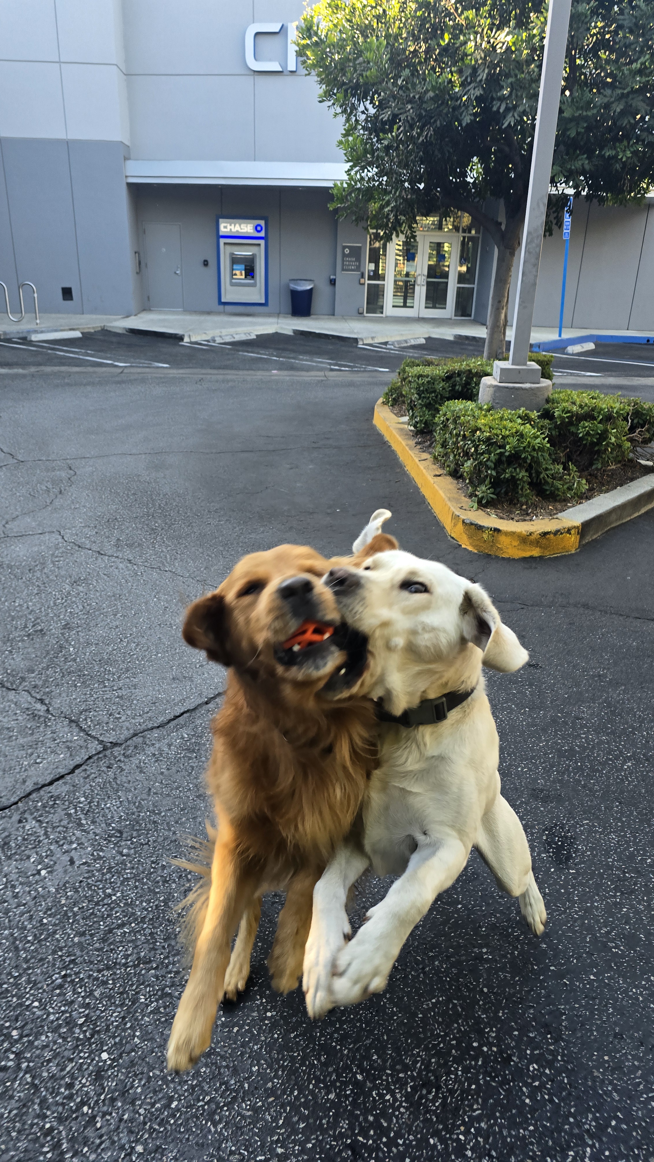 The Dynamic Duo: Shadow and Chance