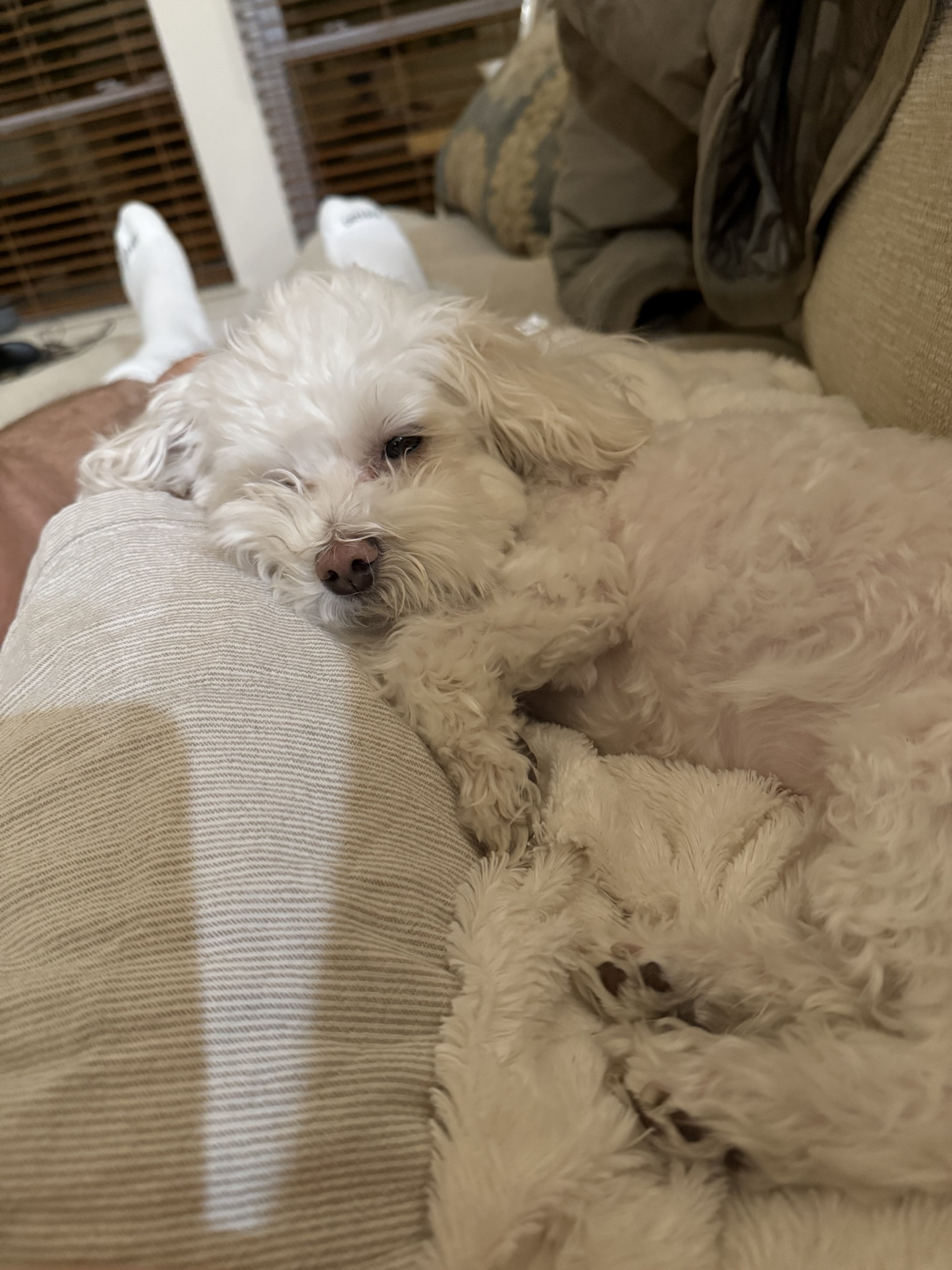 Pearl has discovered the ultimate cozy corner