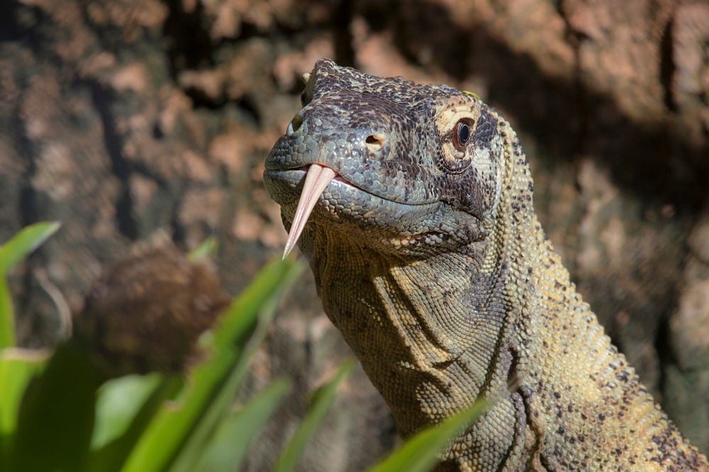 Stunning Close-Ups of a Komodo Dragon's Face and Eyes