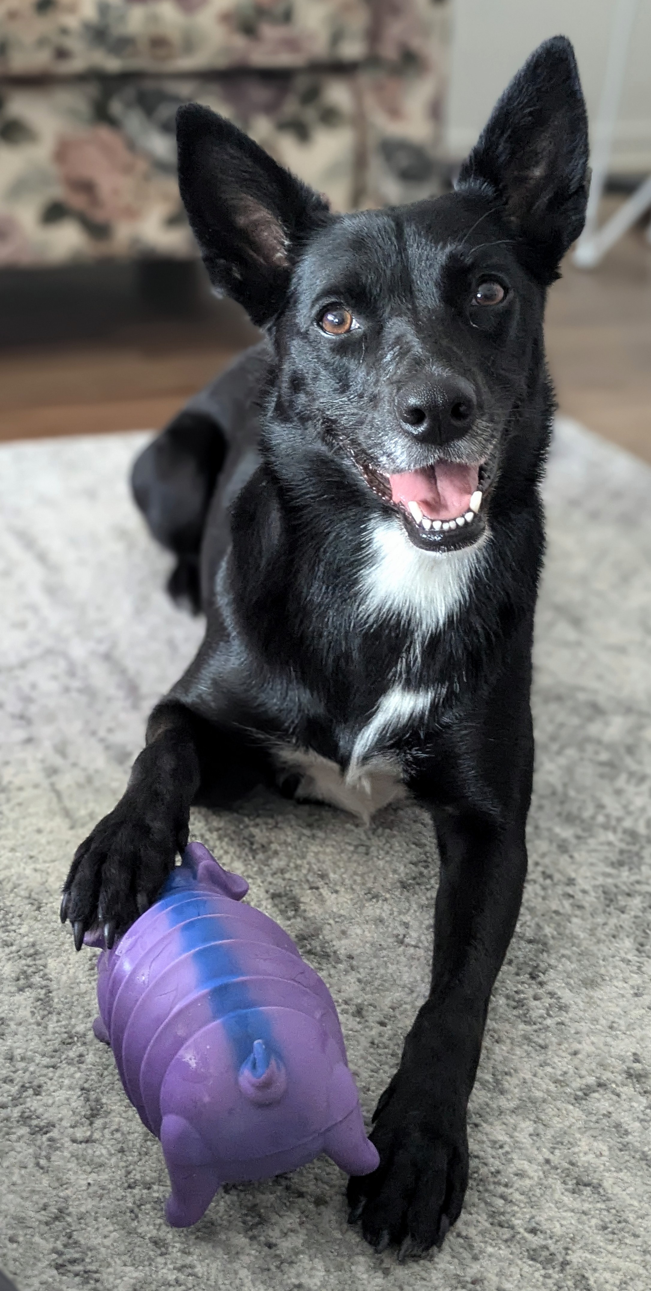 Meet Willow: A Rare Snapshot of My Dog