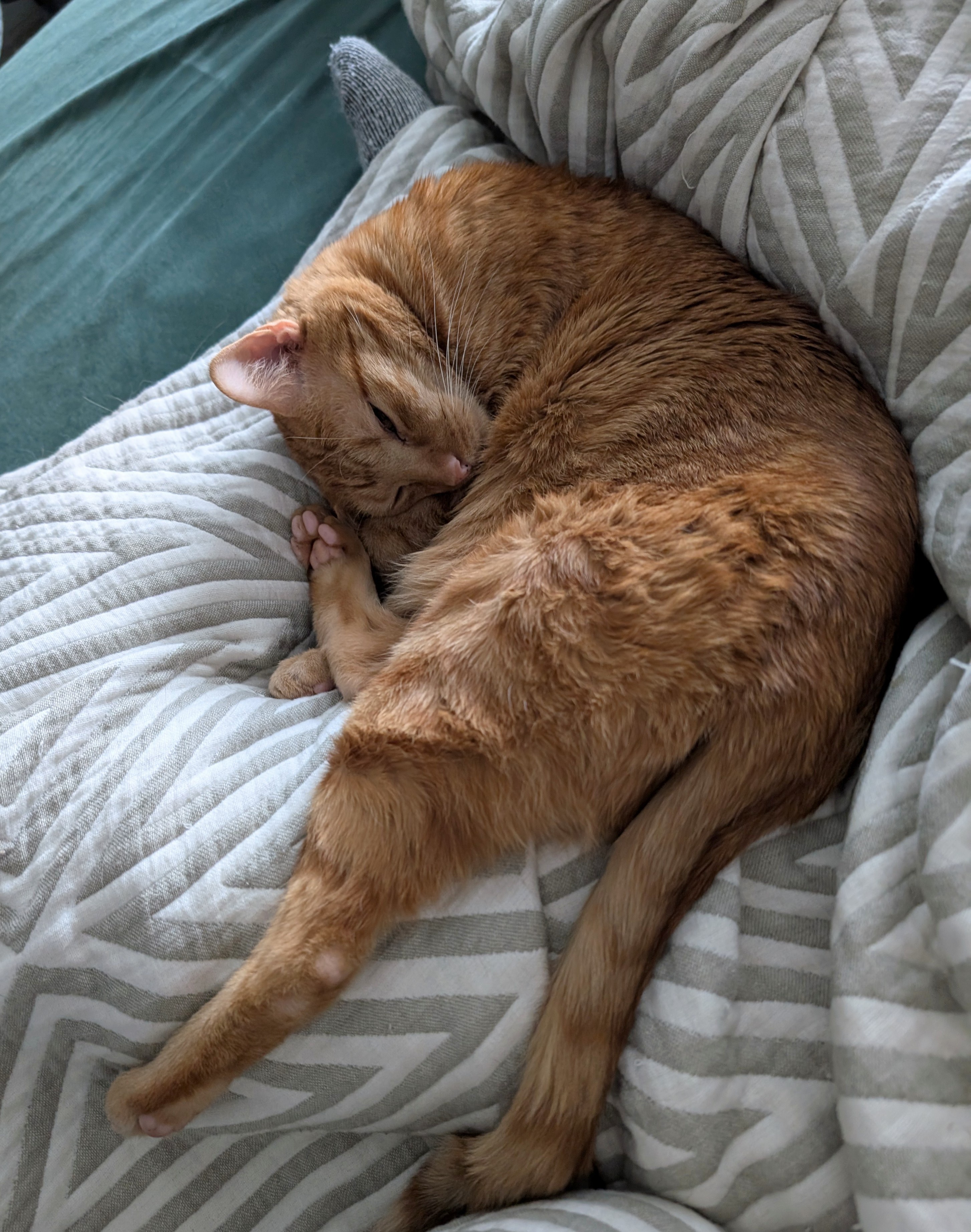 I’m a cat pillow, and this is my true purpose in life.