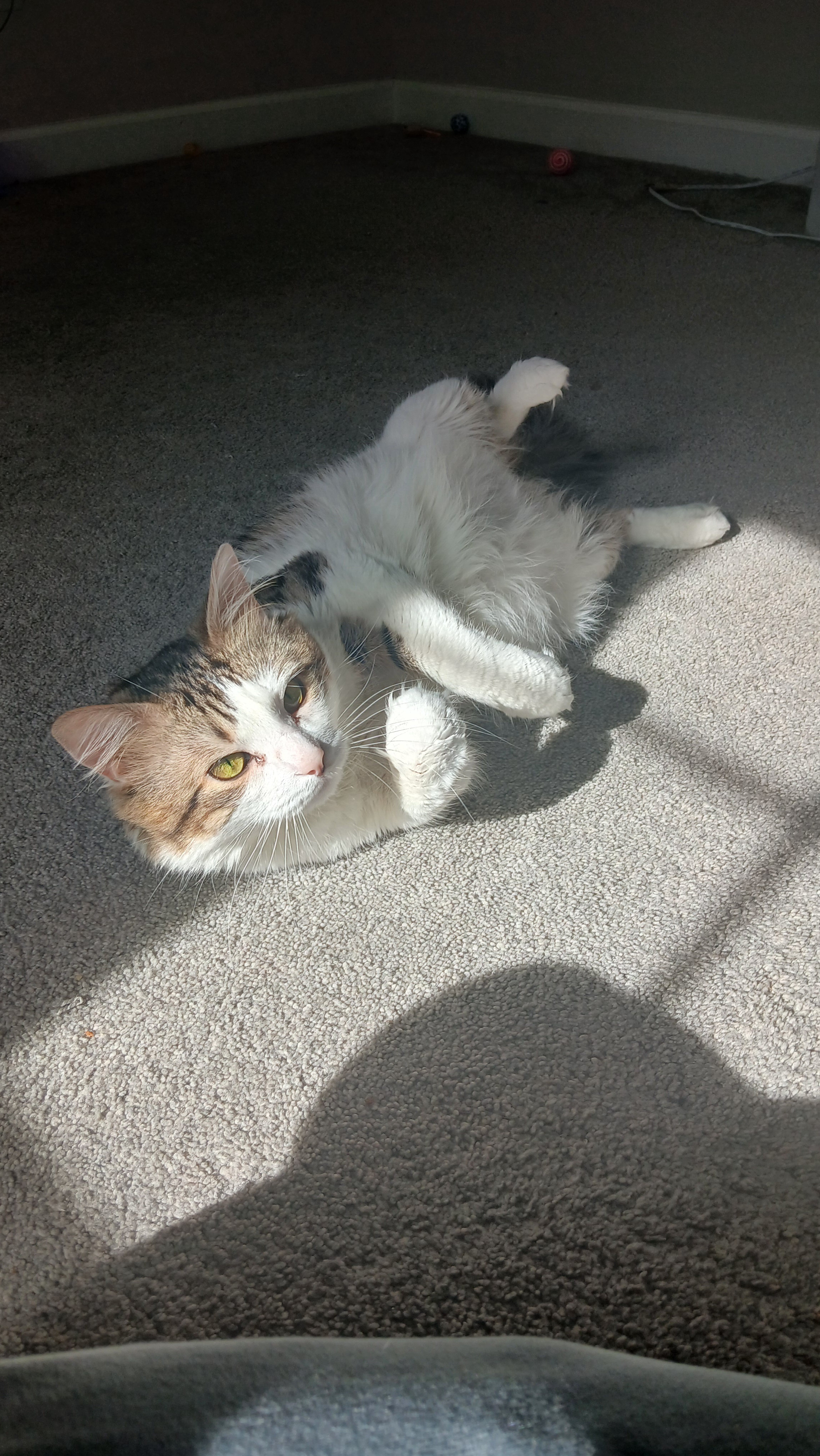 Meet Beerus: The Fearsome Destroyer