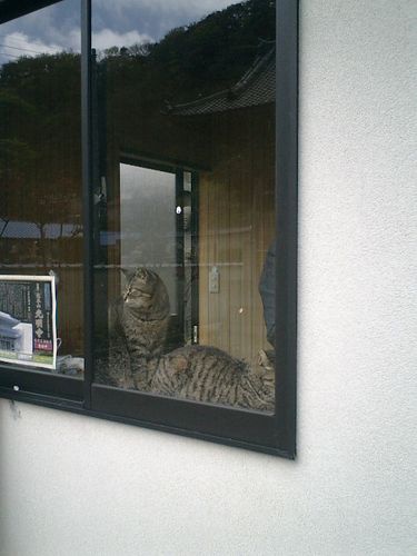 A Day in Japan: Captivating Cats of Kamakura