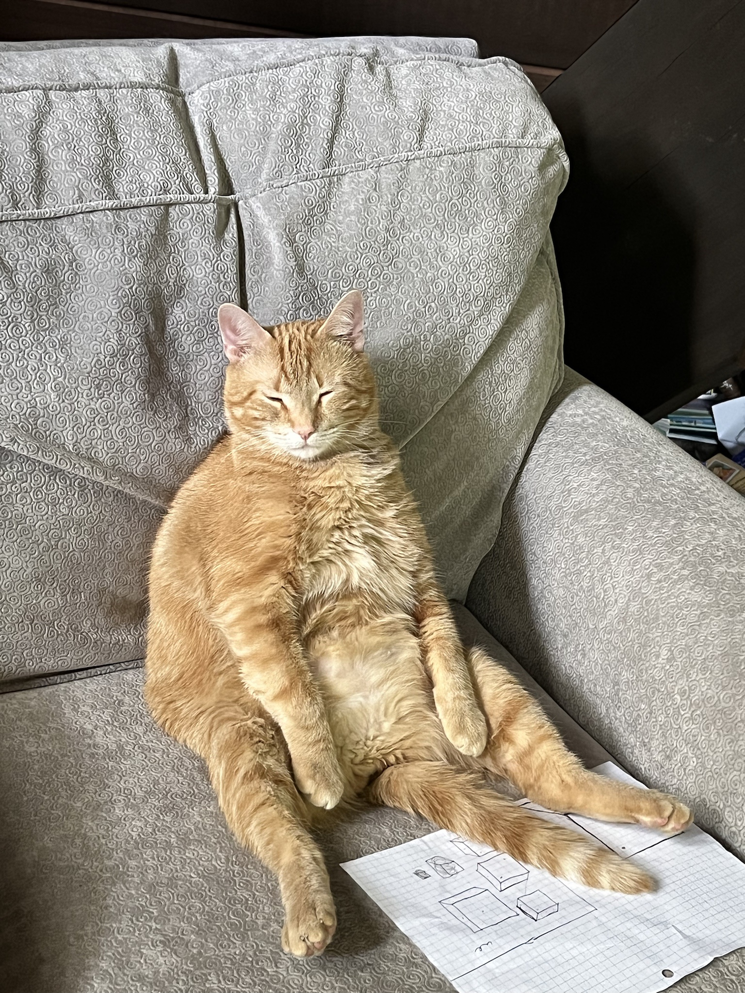 Letting the Barn Cat Inside: The Chaos That Ensues