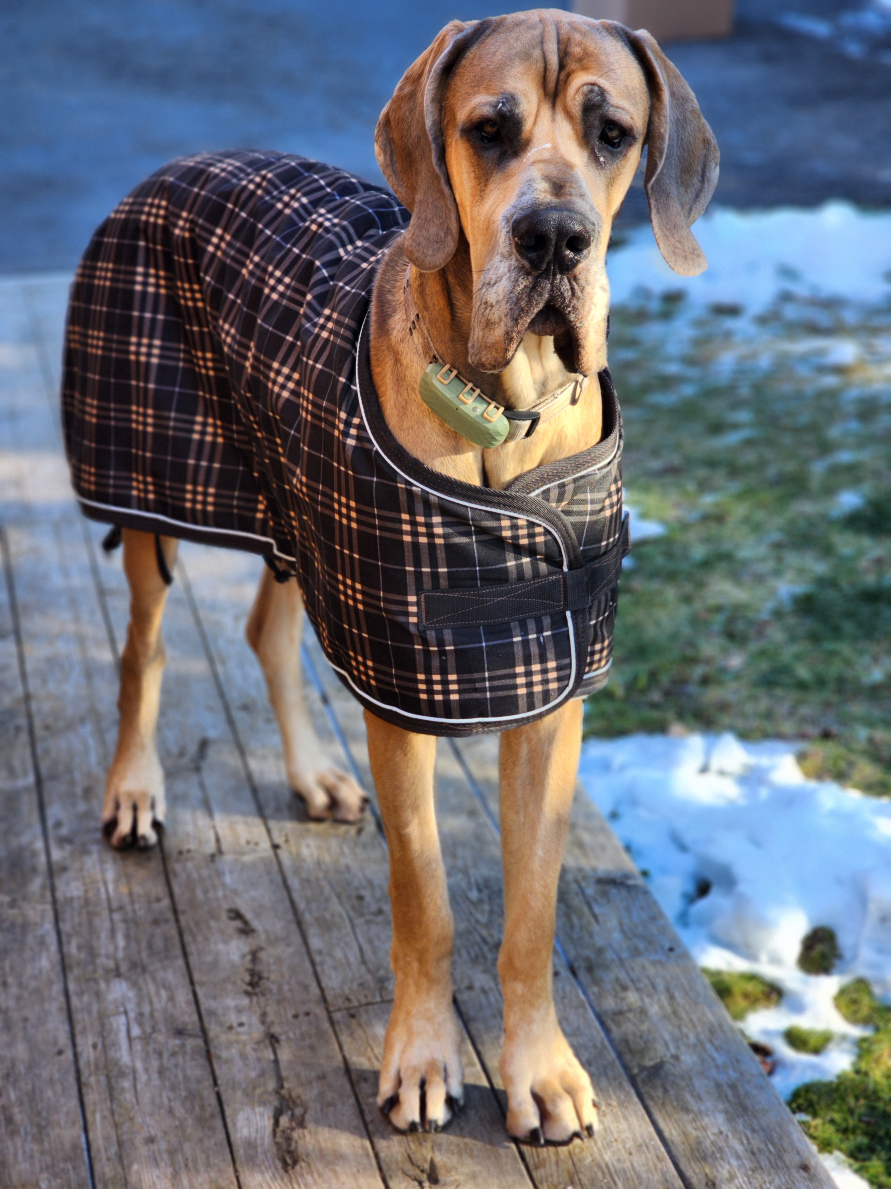 This pup definitely needed a jacket today.