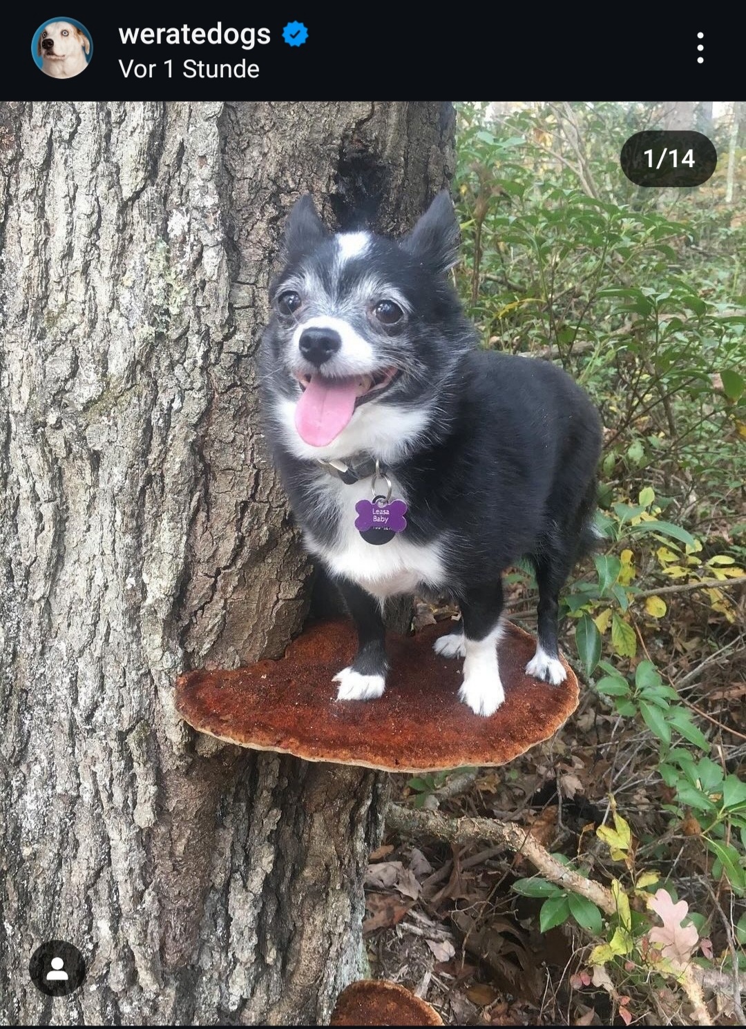 Dogs on Mushrooms: A Whimsical Journey