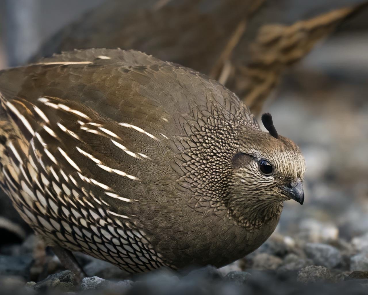 A Quail's Perspective: Eye Level Wonders
