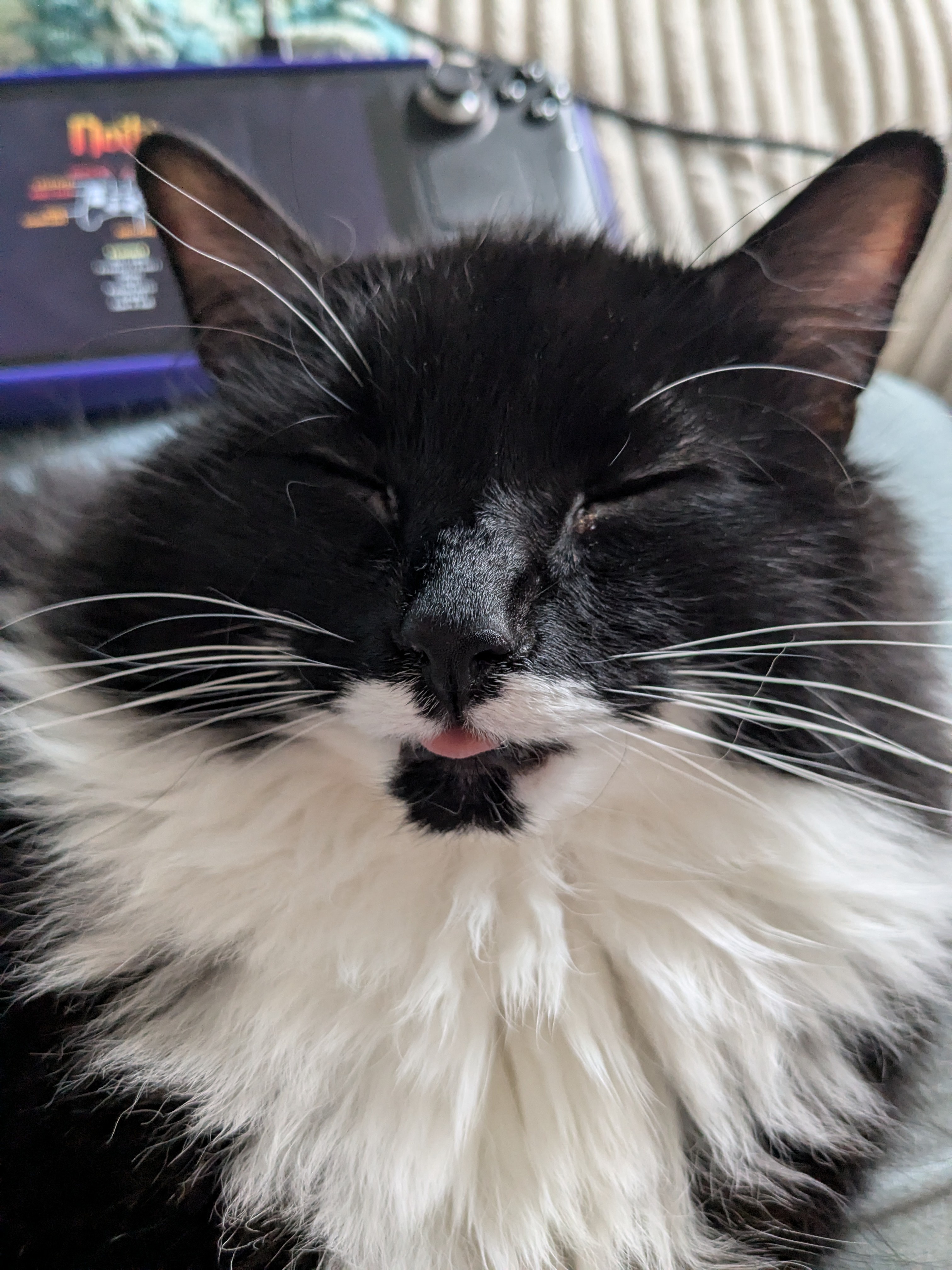 Adorable sleepy blep moment