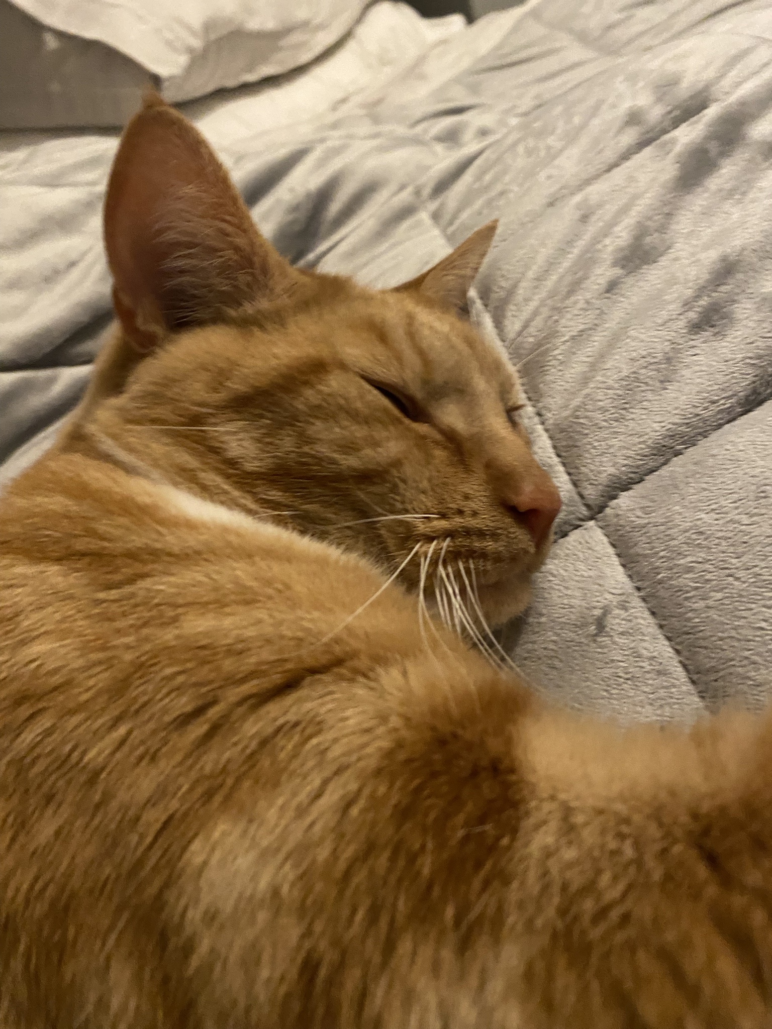Biscuit’s Daily Snapshot: Capturing the Cutest Moments