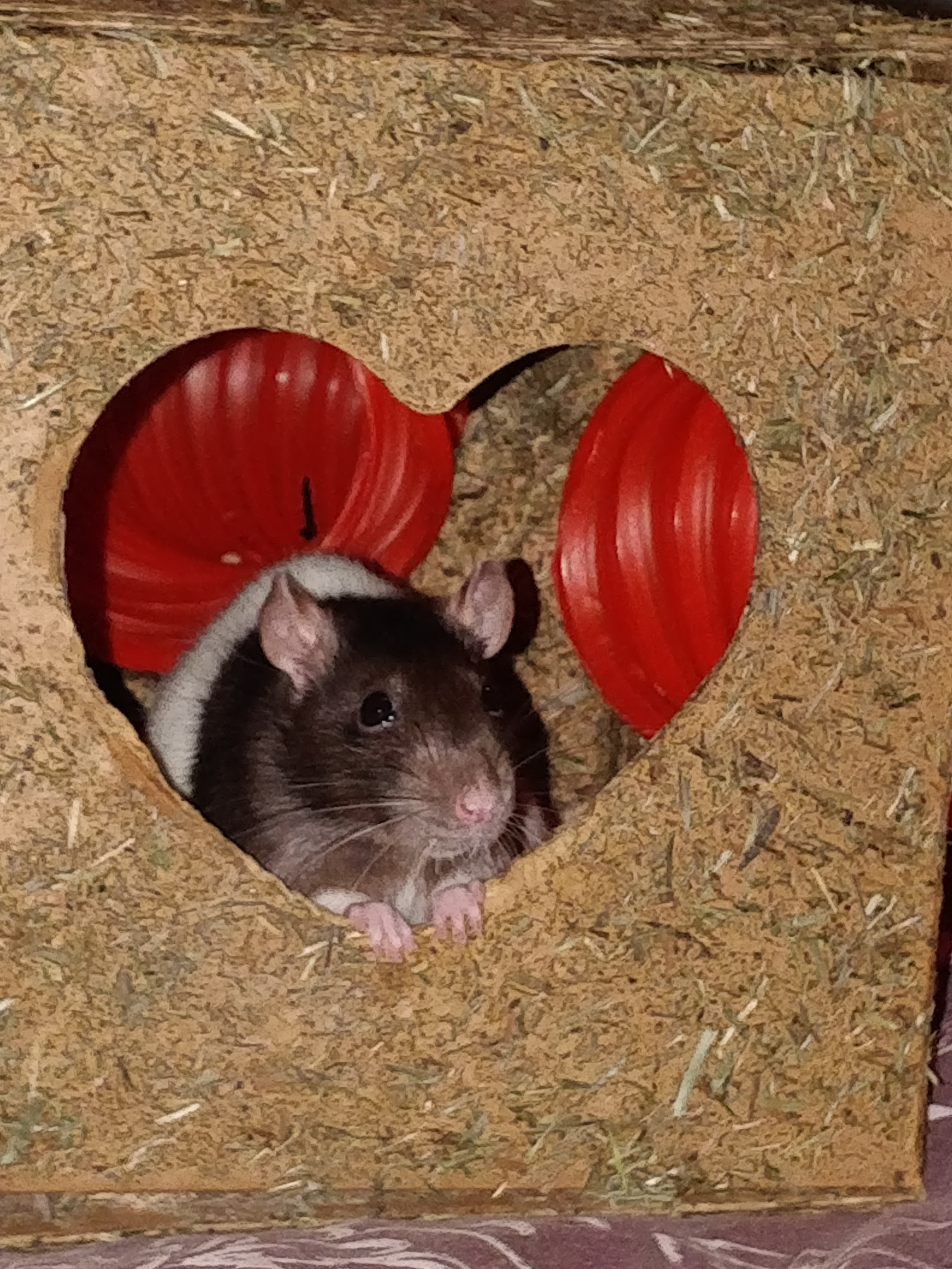 Meet the Adorable Baby Rat: Cuteness Overload!