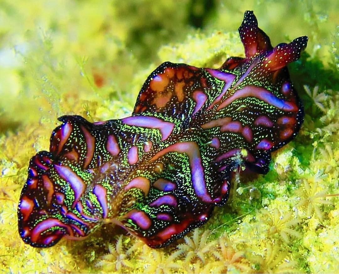 Mandatory Sea Slug Appreciation Post