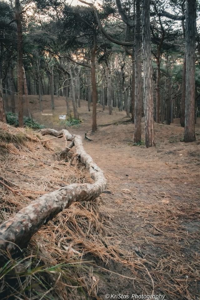 Nature's Giants: The Majestic Trees
