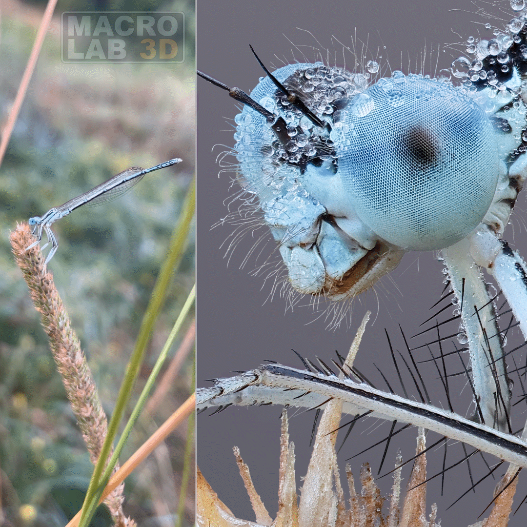 Behold the White-legged Damselfly, glistening with morning dew and sporting reflective wings!