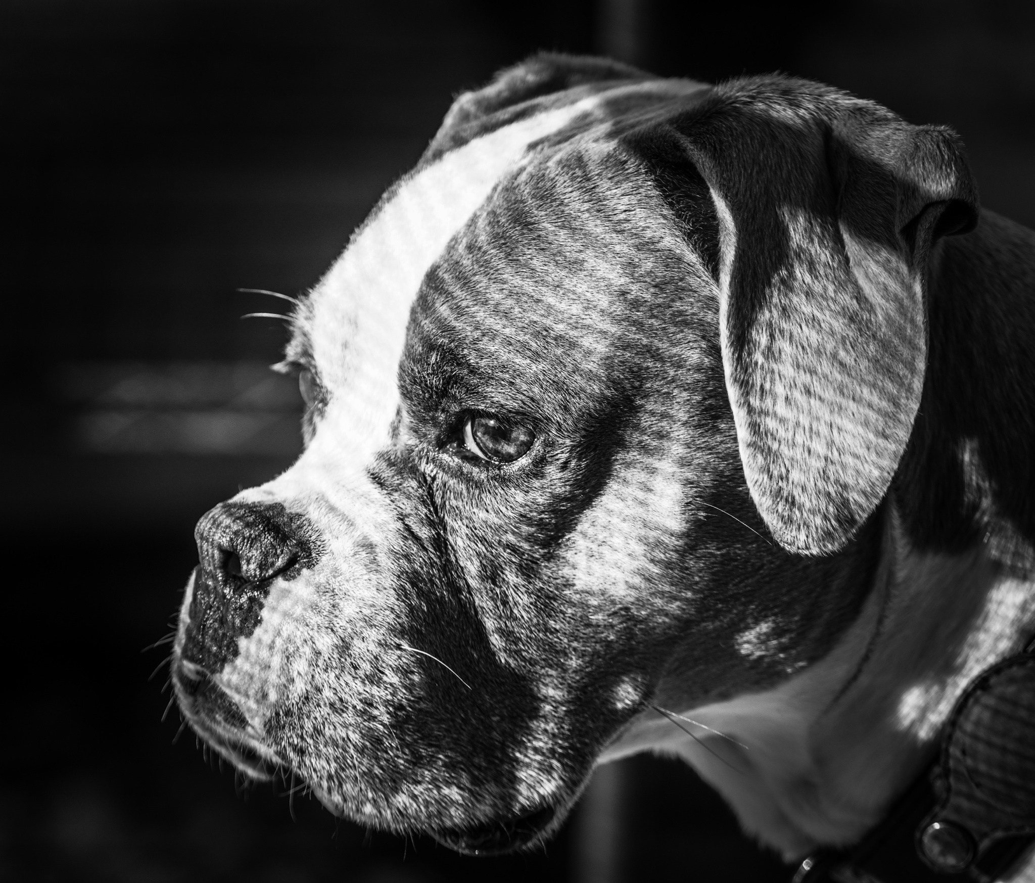 The Pensive Stare of Brooding Brody the Boxer