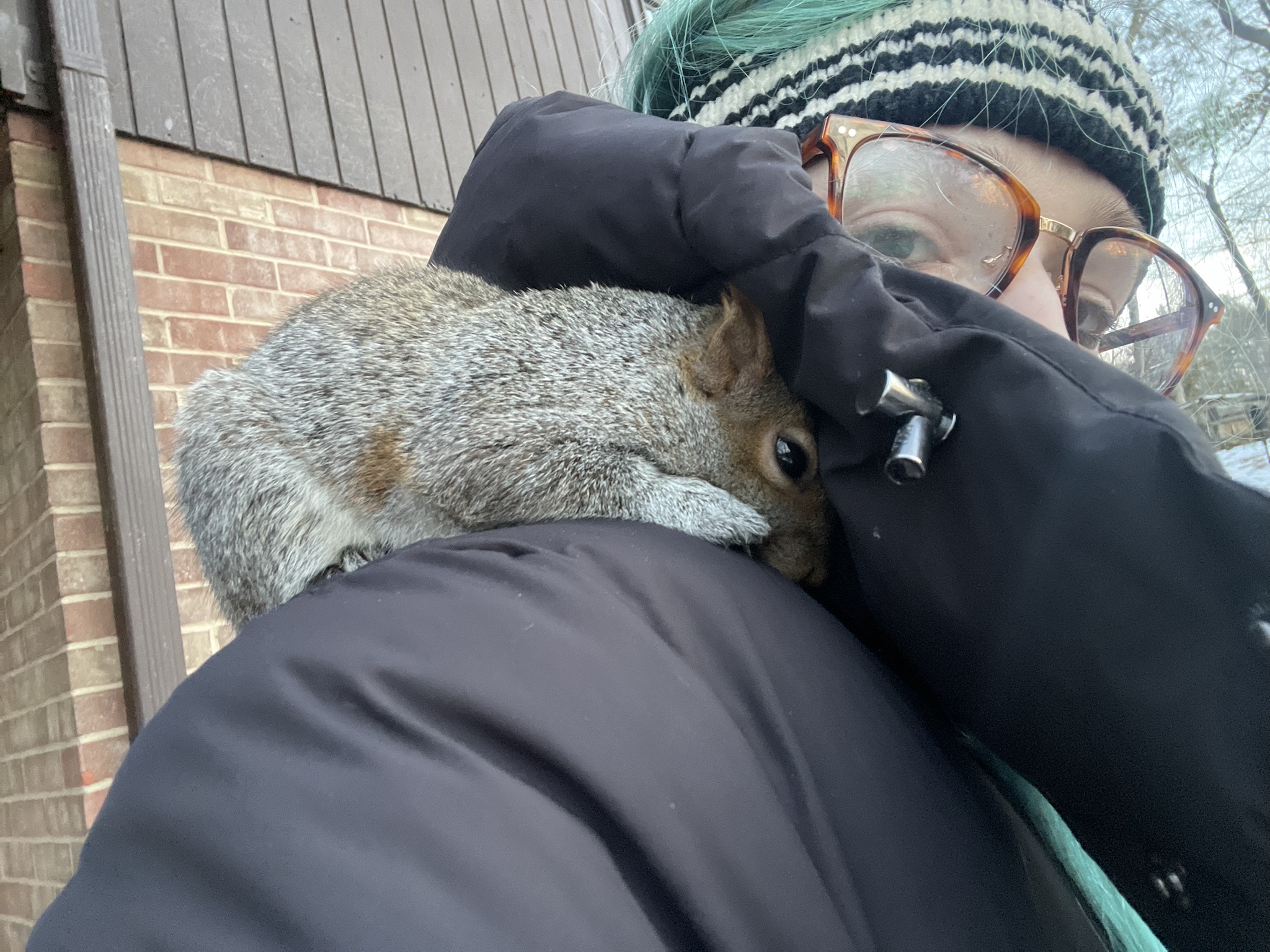 Morning Rescue Mission: Saving a Little Squirrel from a Dog Attack and Getting Them to Safety