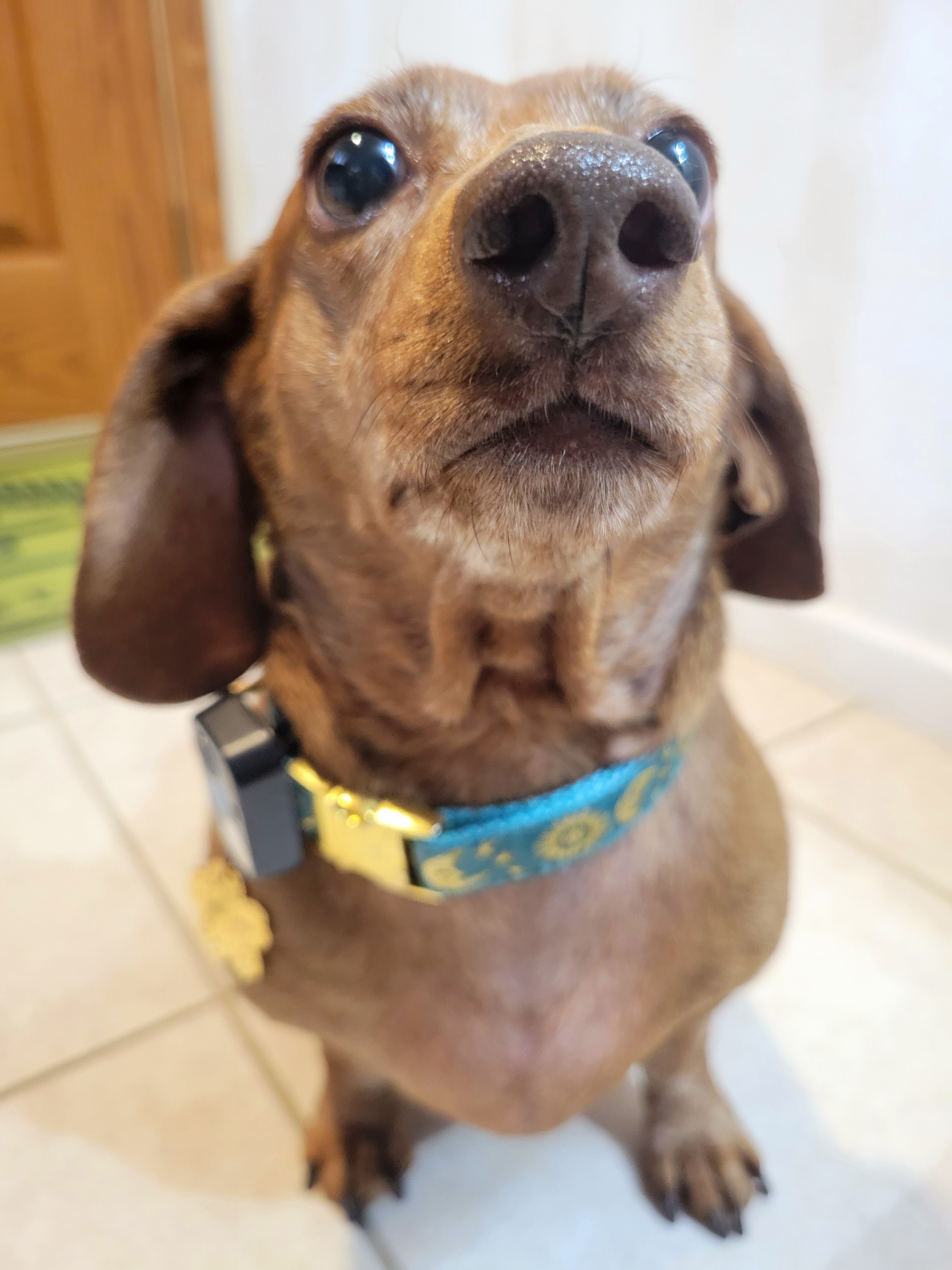 Meet My Pup Tiger Lilly: A Snapshot of Cuteness #744