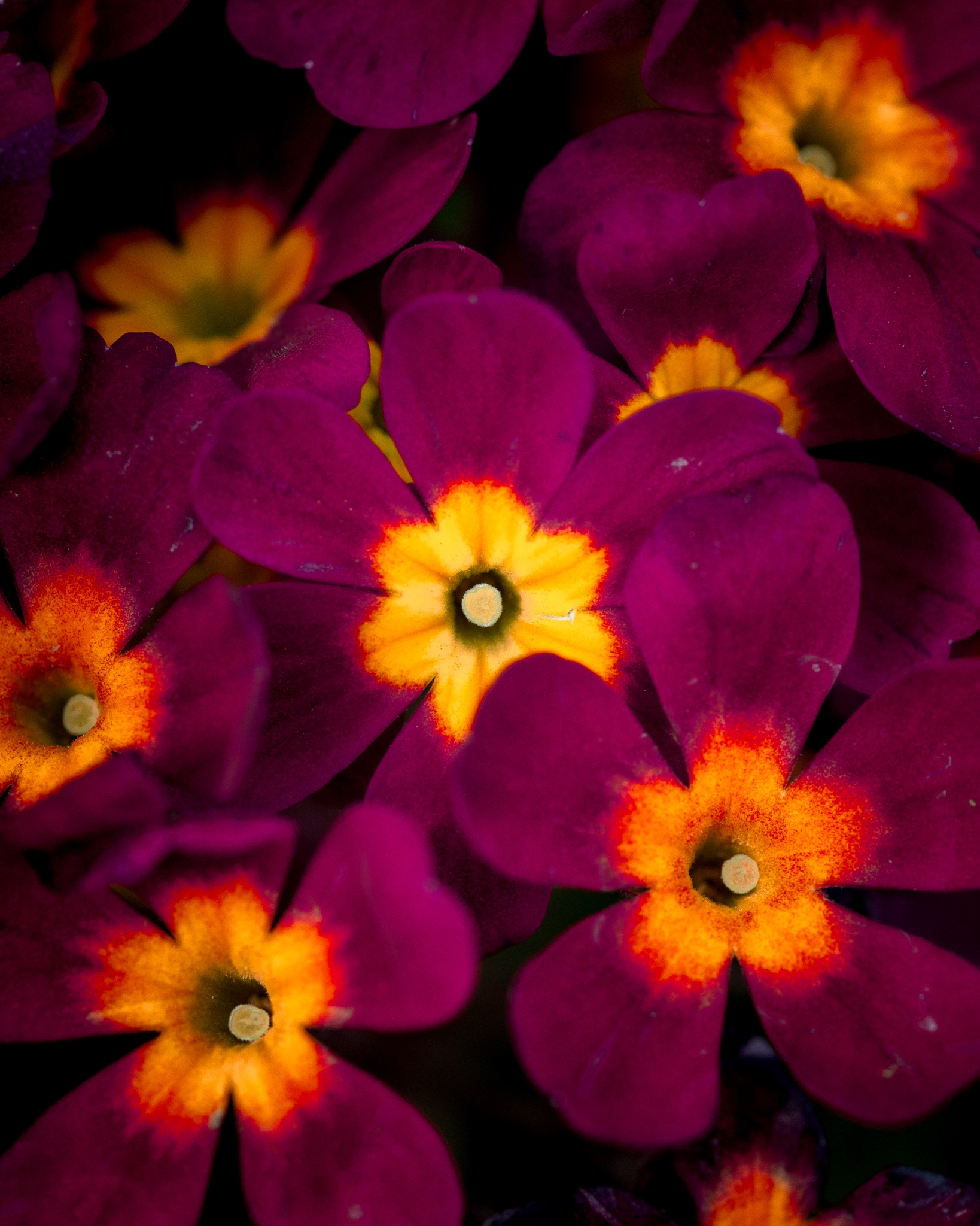 Here’s a flower for you, hoping it brightens your day!
