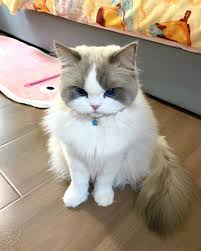 Meet the Fiercely Angry Grapelu!