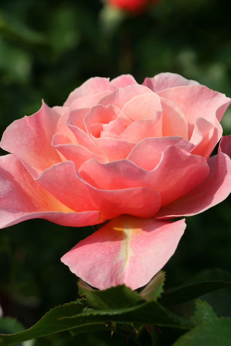 A Glimpse into May 2013 at Keisei Rose Garden