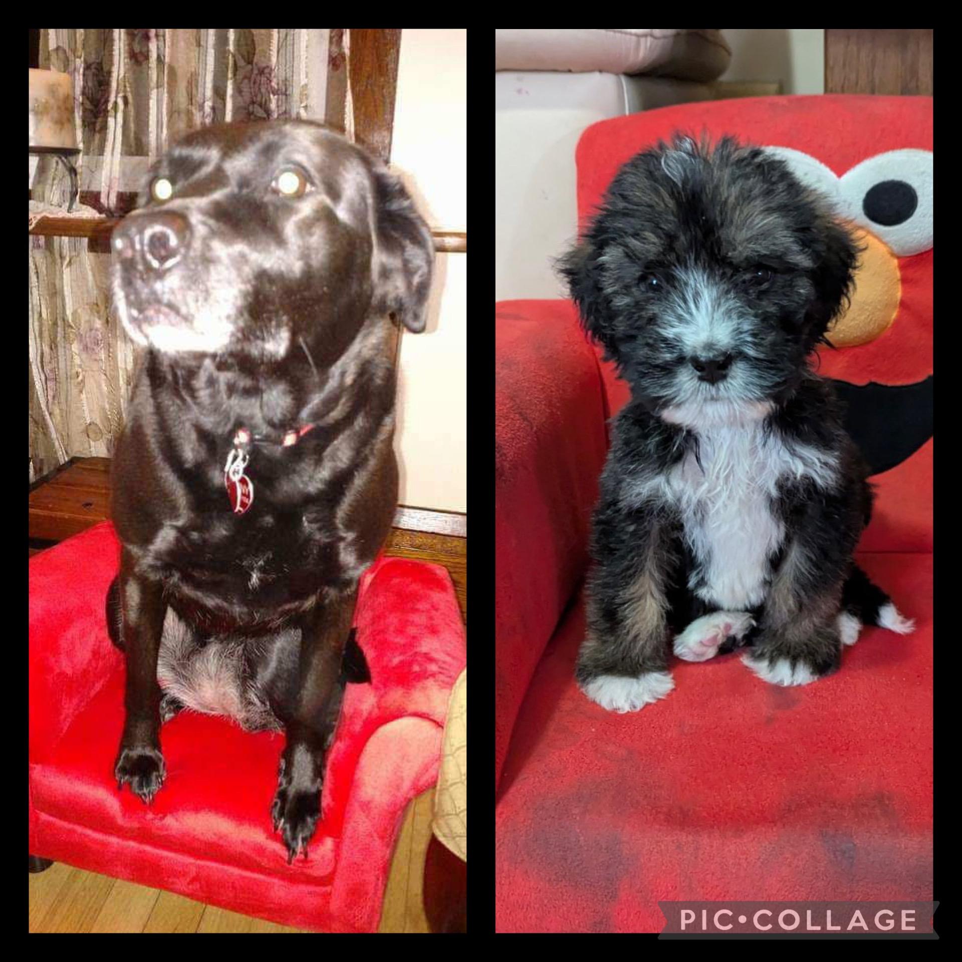 Four years after her departure, our new puppy brings back memories of the love we lost