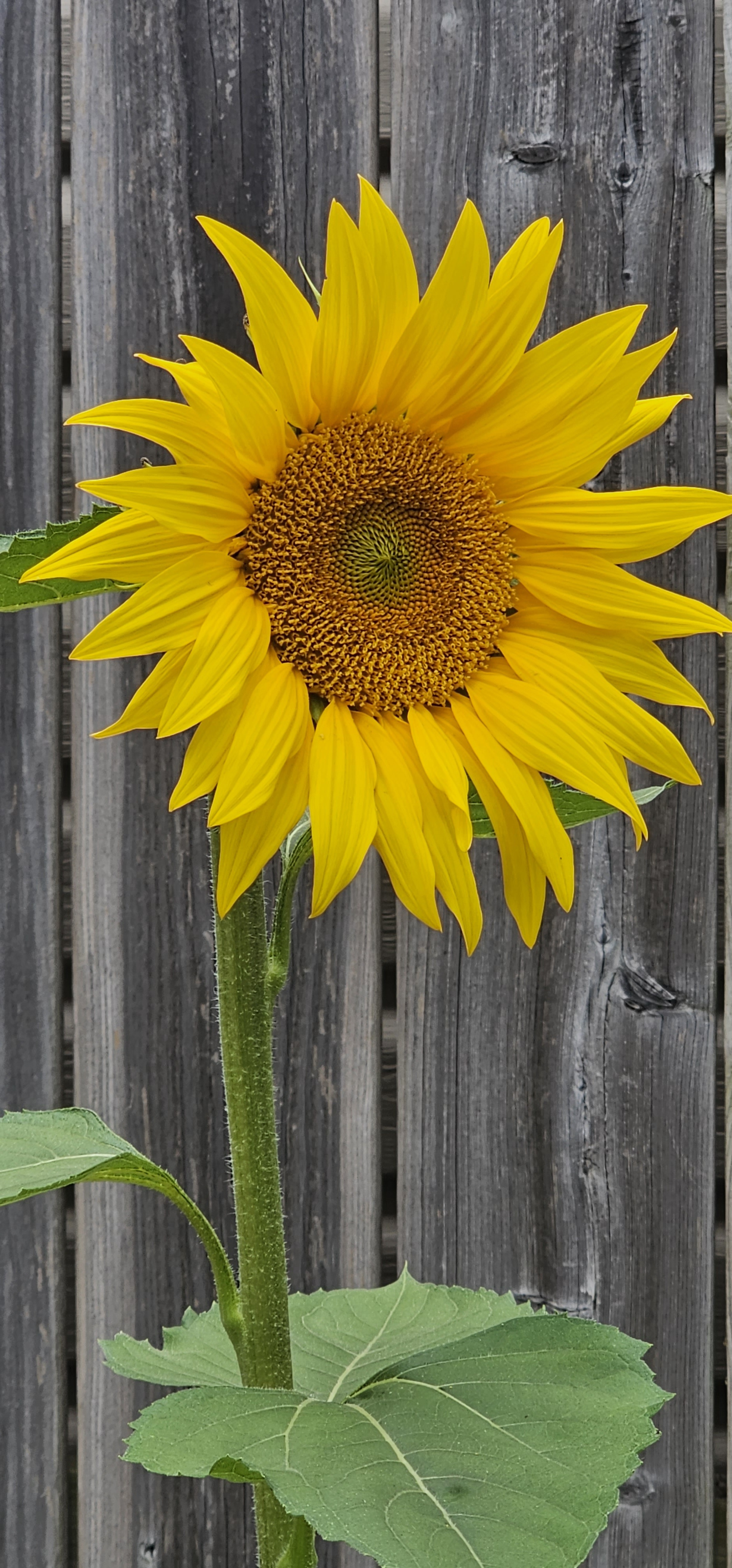 The beauty of a sunflower never fails to amaze.