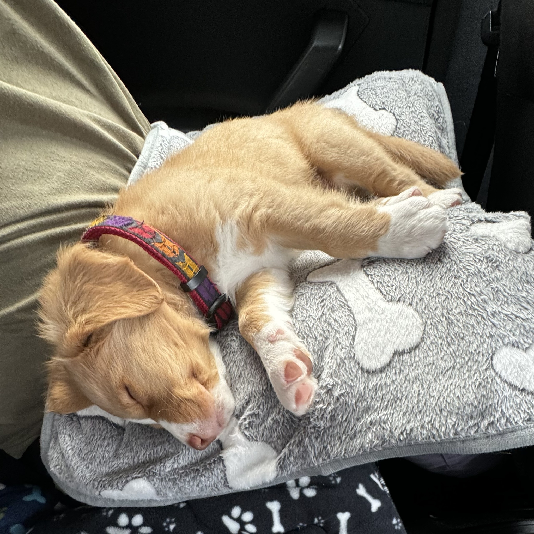 Meet the adorable sleepy puppy in the car.