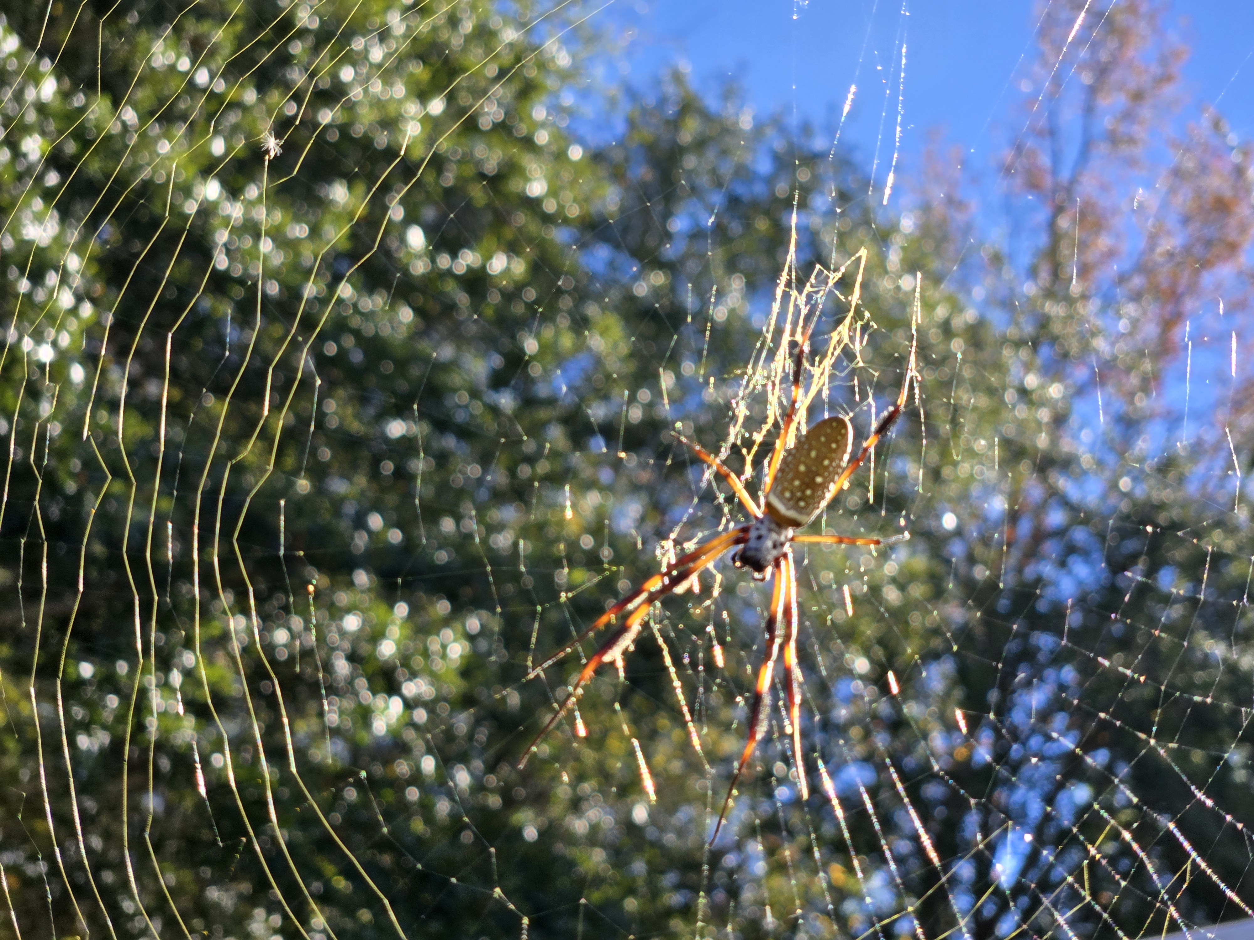 Meet your friendly neighborhood spider buddy!