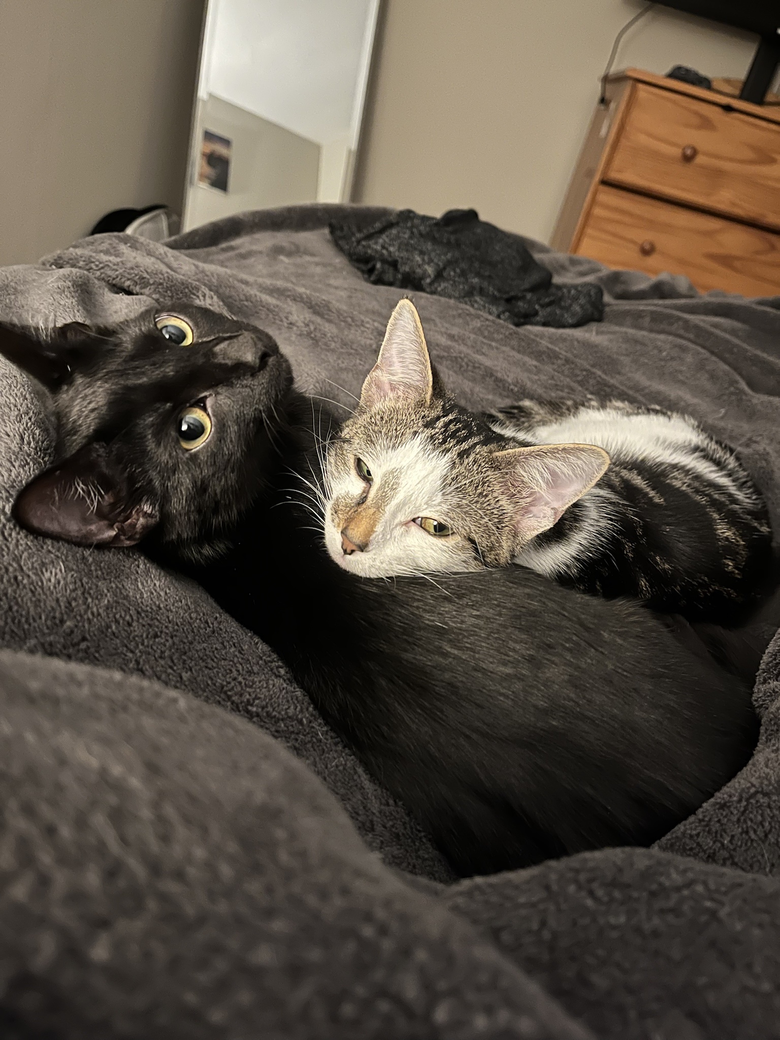 Adorable feline antics