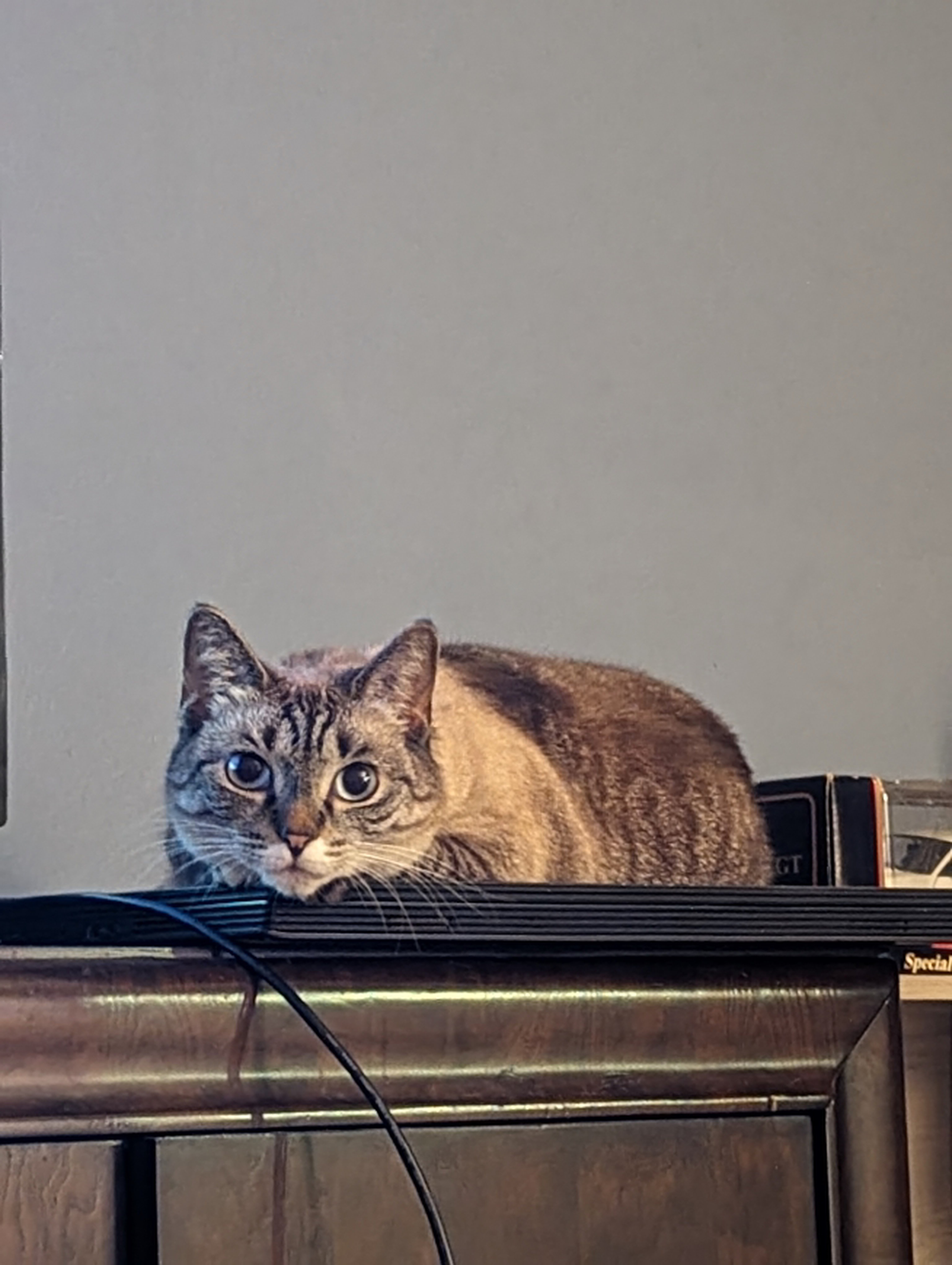 Meet the Computer Cat: The tech-savvy feline!