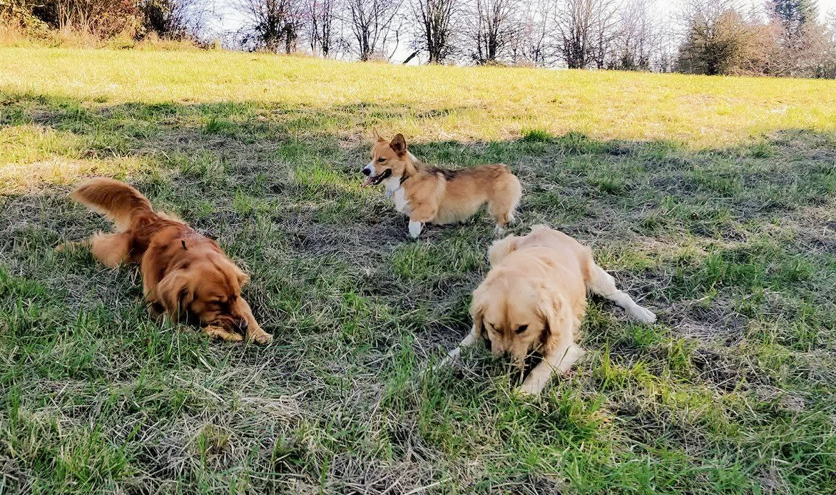 A Joyful Day at the Park with Two Golden Retrievers and a Corgi