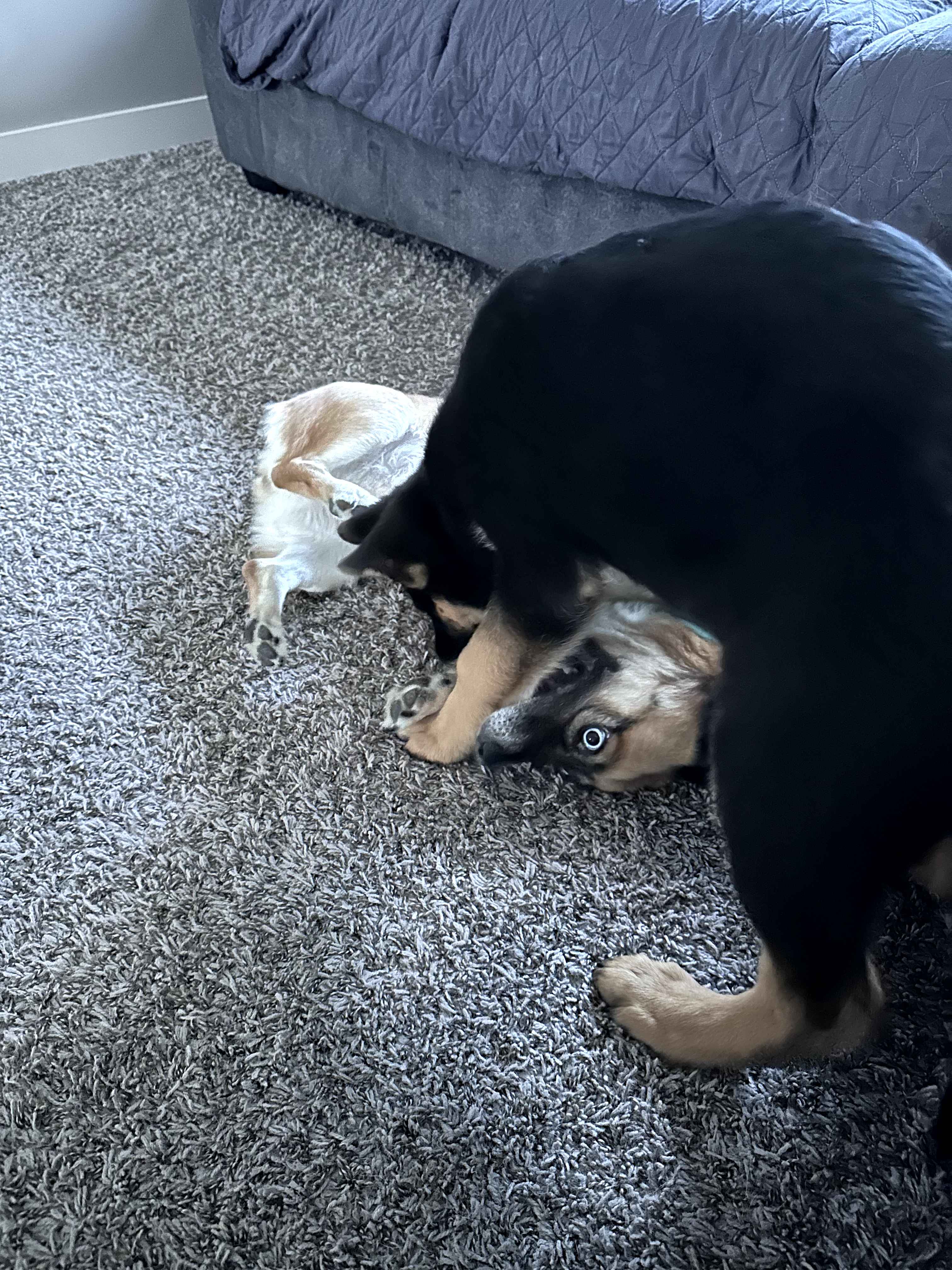 Introducing Hiyori Sarubarki and Her New Puppy Cousin Hobbes!